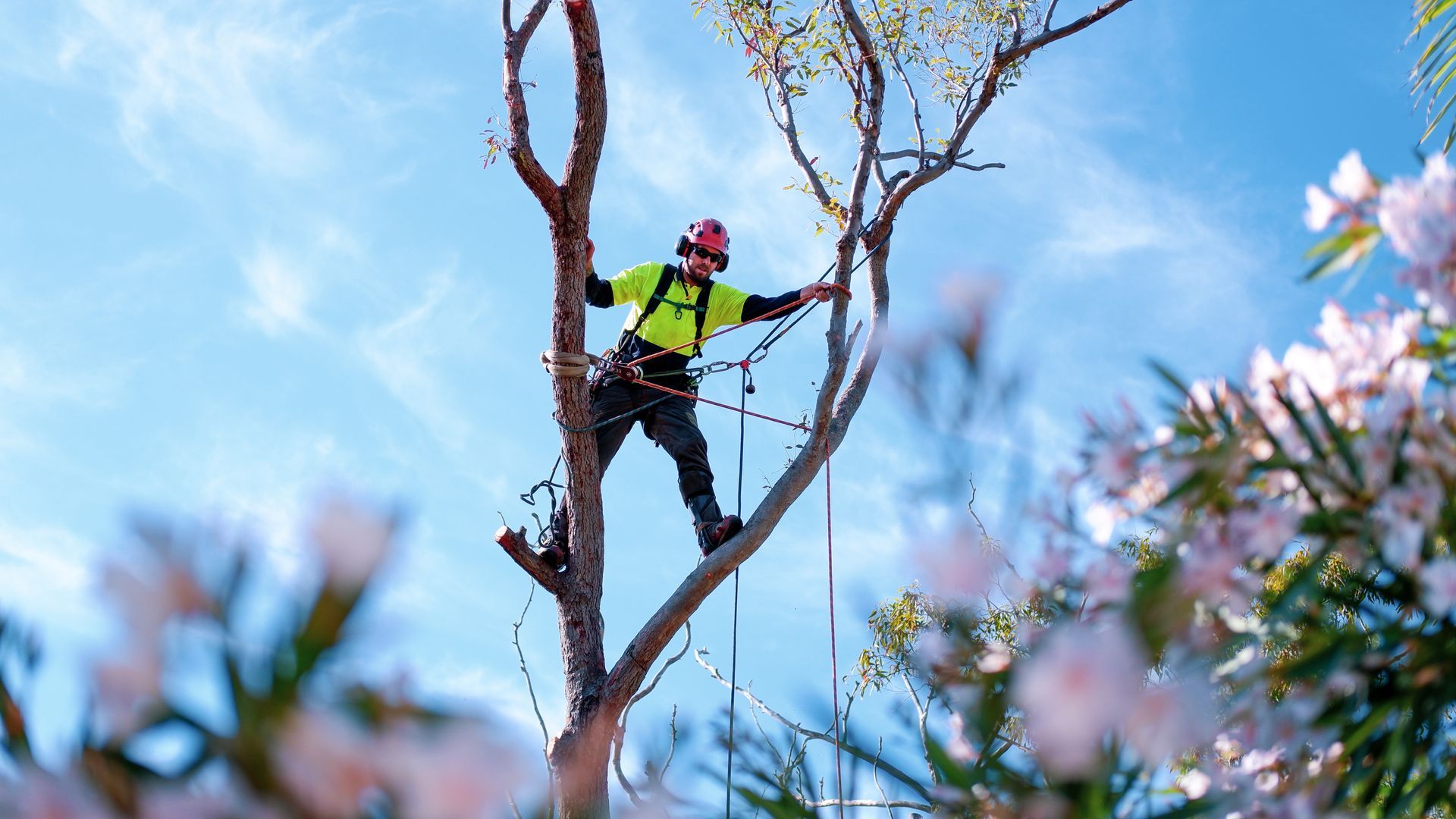 man pruning trees