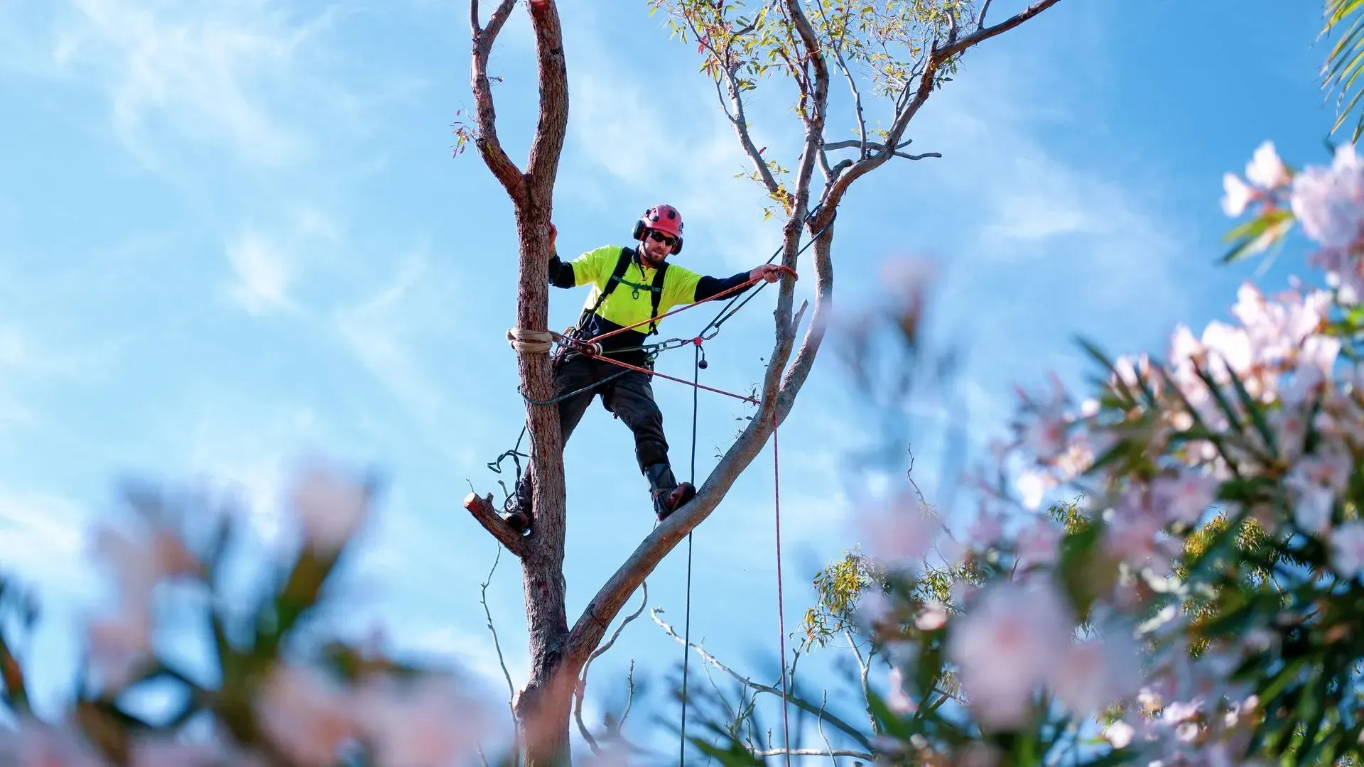 Arborist in safety gear, cutting branches high in a tree against a blue sky.