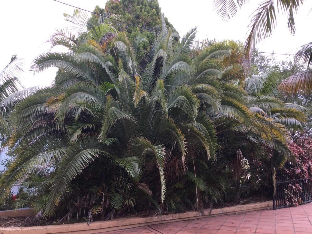 before palm tree removal