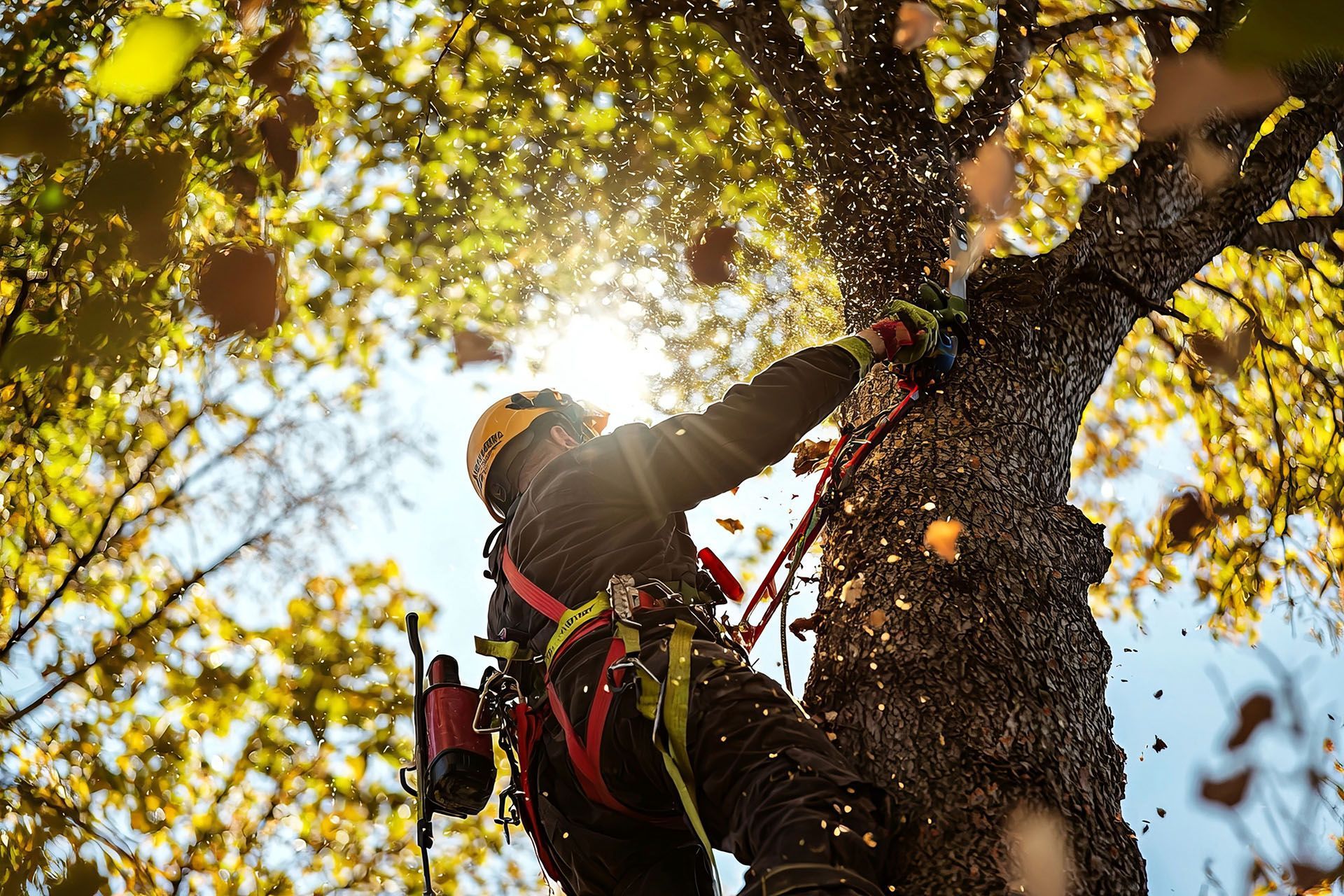 Arborist, wearing safety gear, cutting tree branches with a chainsaw. Bright sunlight shines through leaves.