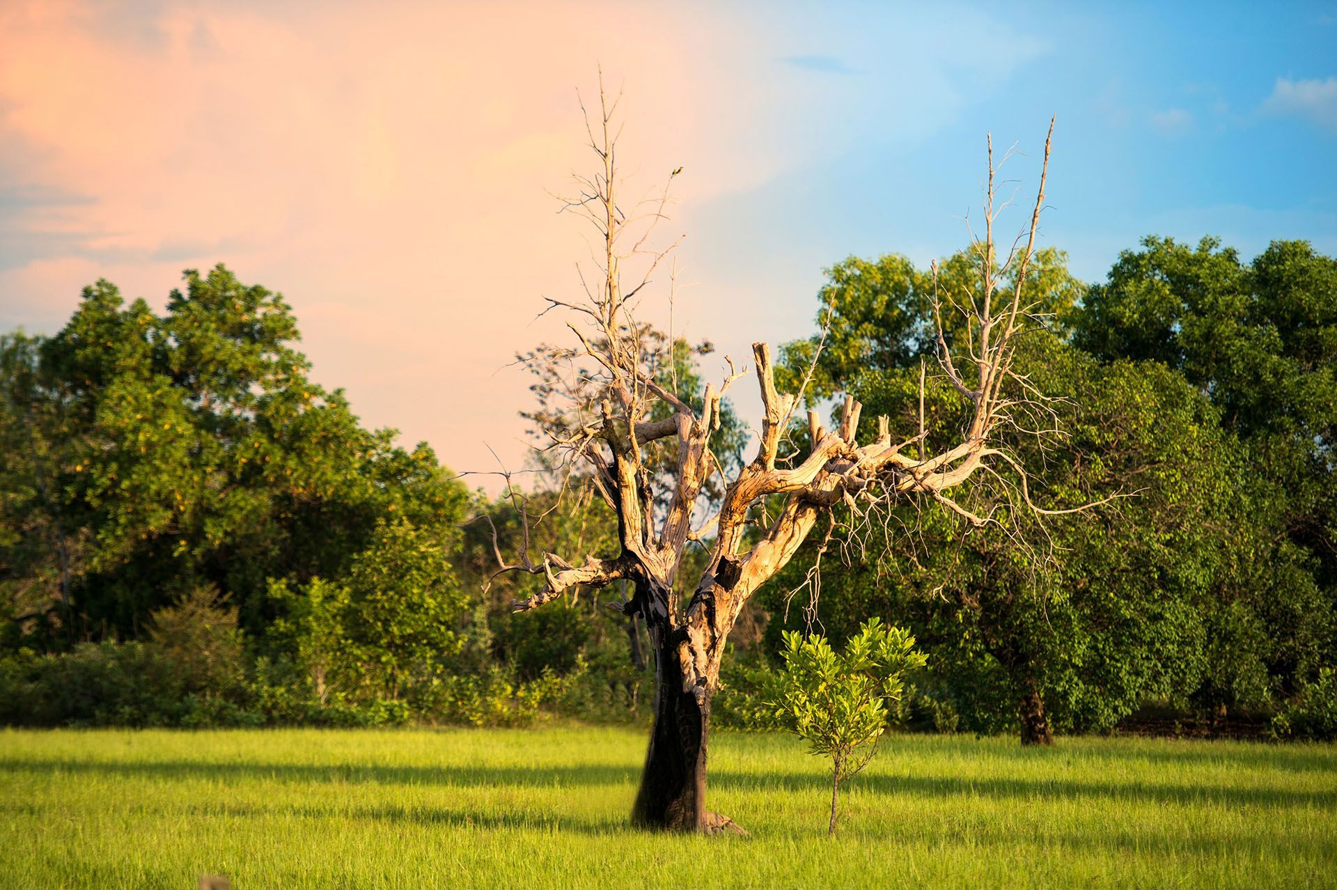 A tree without leaves is standing in the middle of a grassy field.