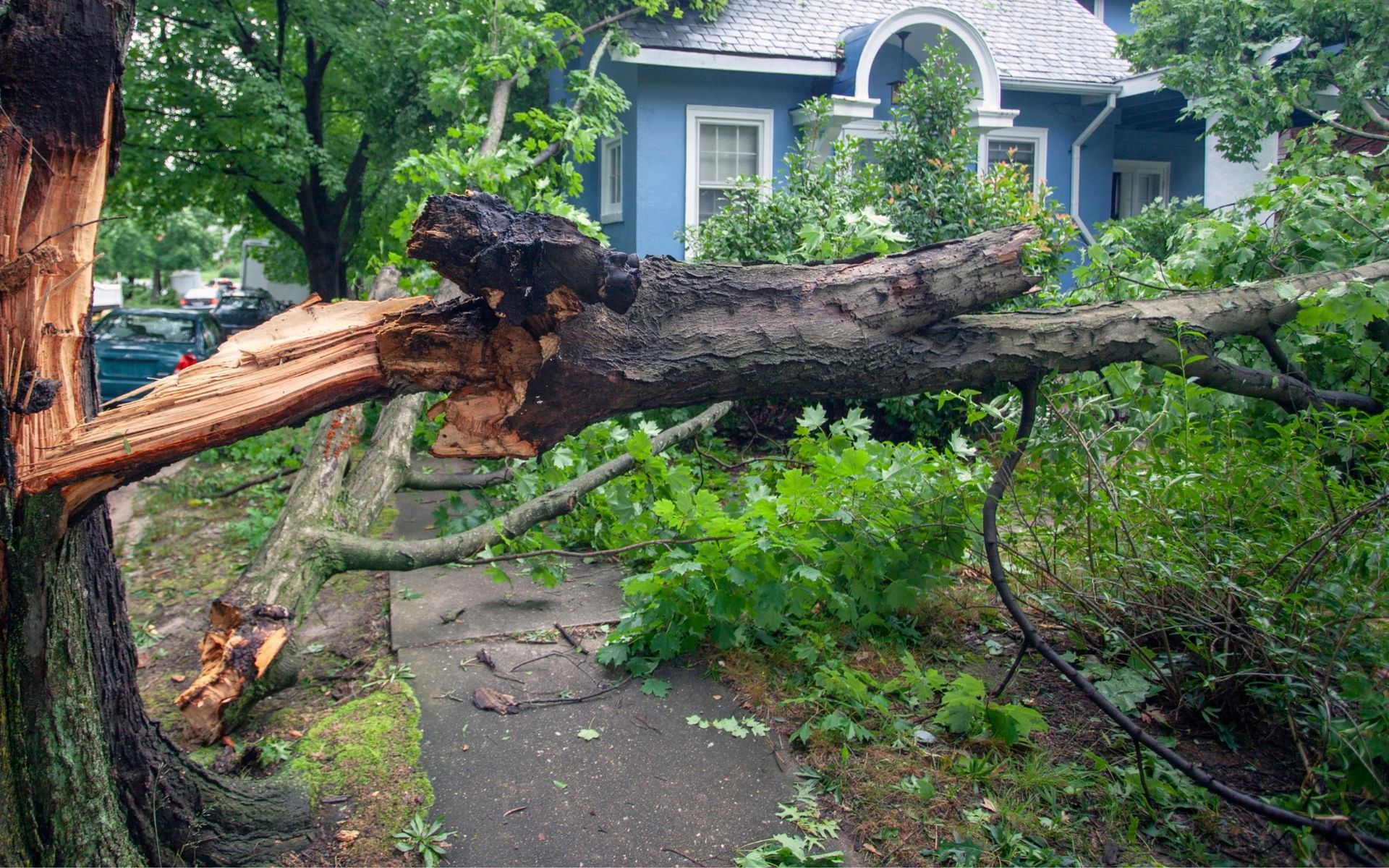 Fallen tree branch on sidewalk in front of blue house, likely caused by storm damage.