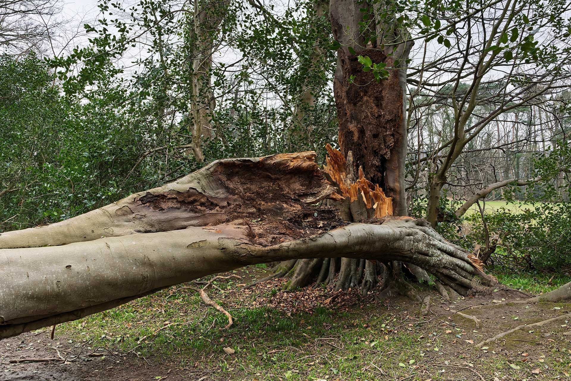 fallen tree