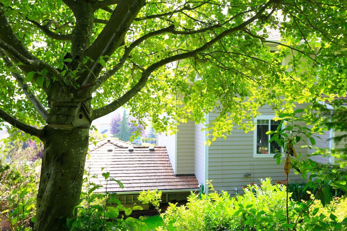 A tree in front of a house with lots of green leaves