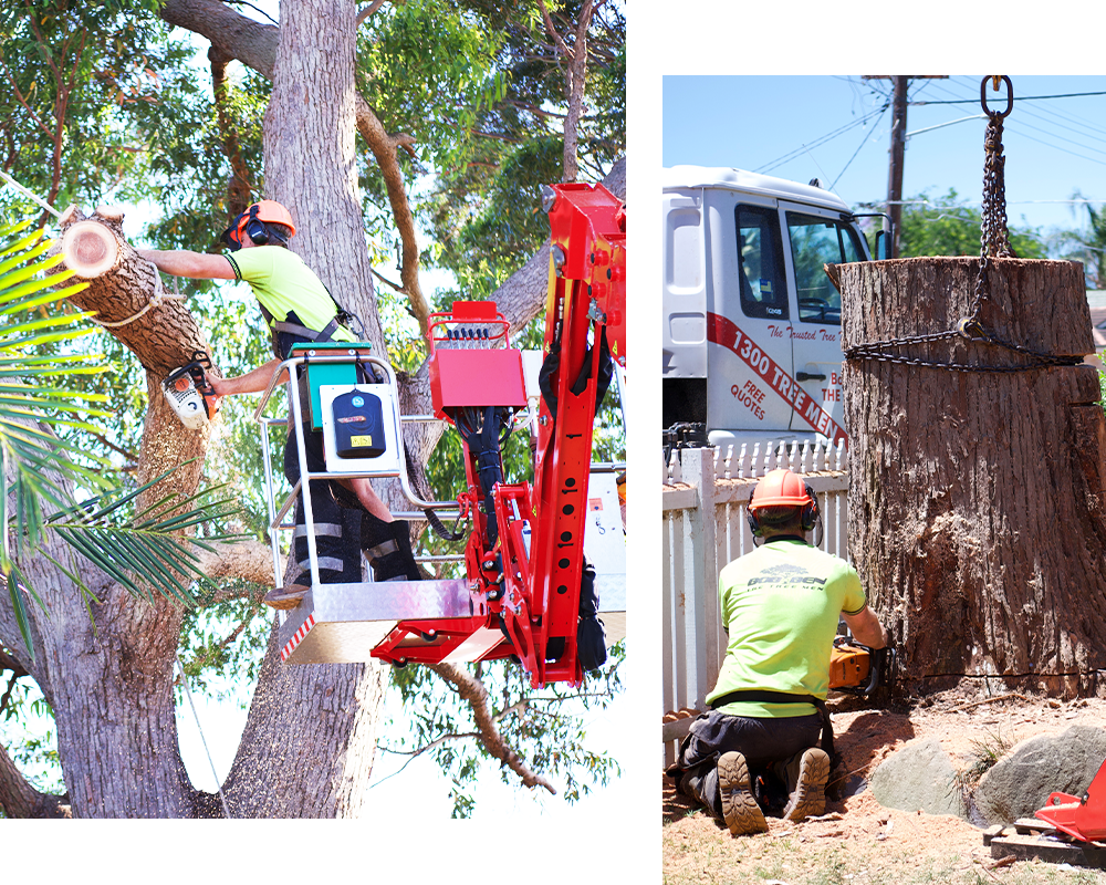 expert tree removal Sutherland Shire