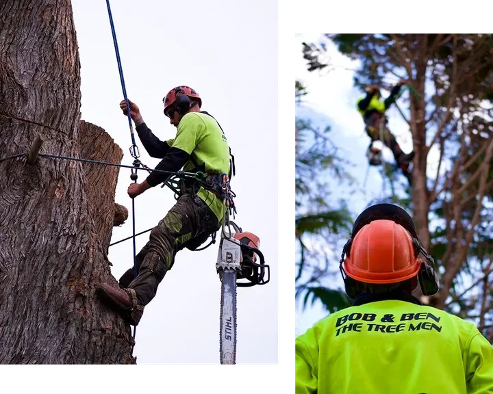 Bob & Ben The Tree Men at a job site