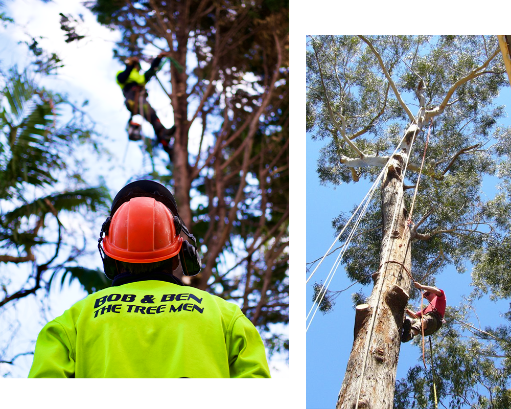 tree pruning Sutherland Shire