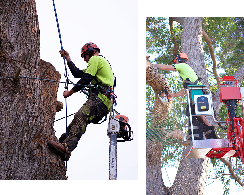 tree pruning Sutherland Shire