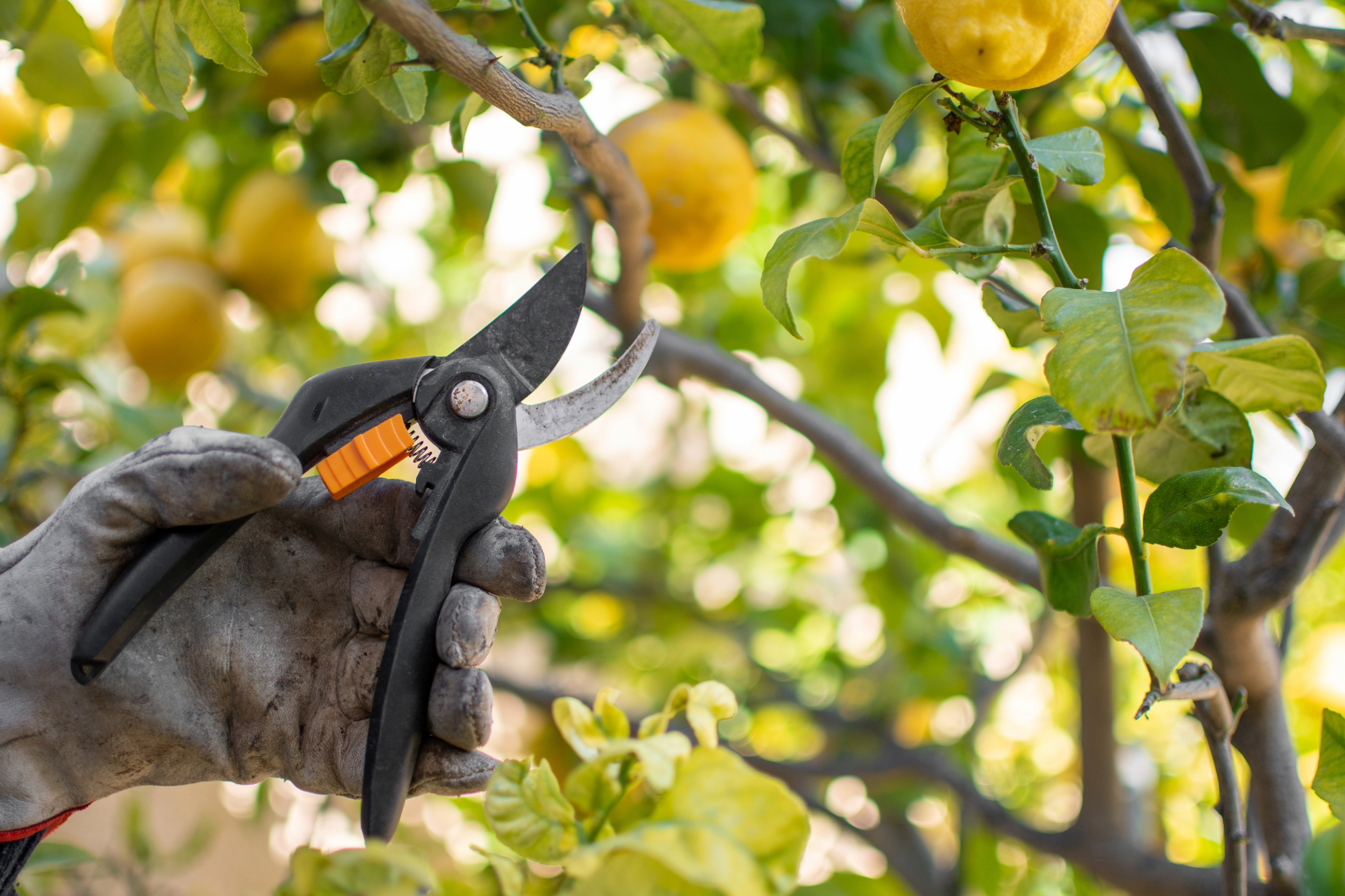 Gloved hand pruning lemon tree branch with black shears. Yellow lemons and green leaves in the background.