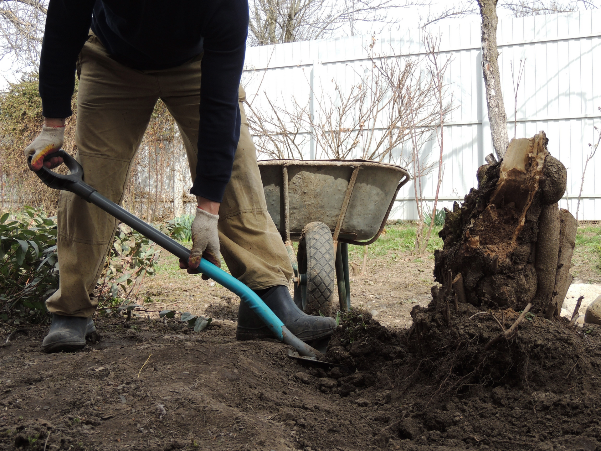 Person digging in dirt with a shovel, near a tree stump and wheelbarrow.