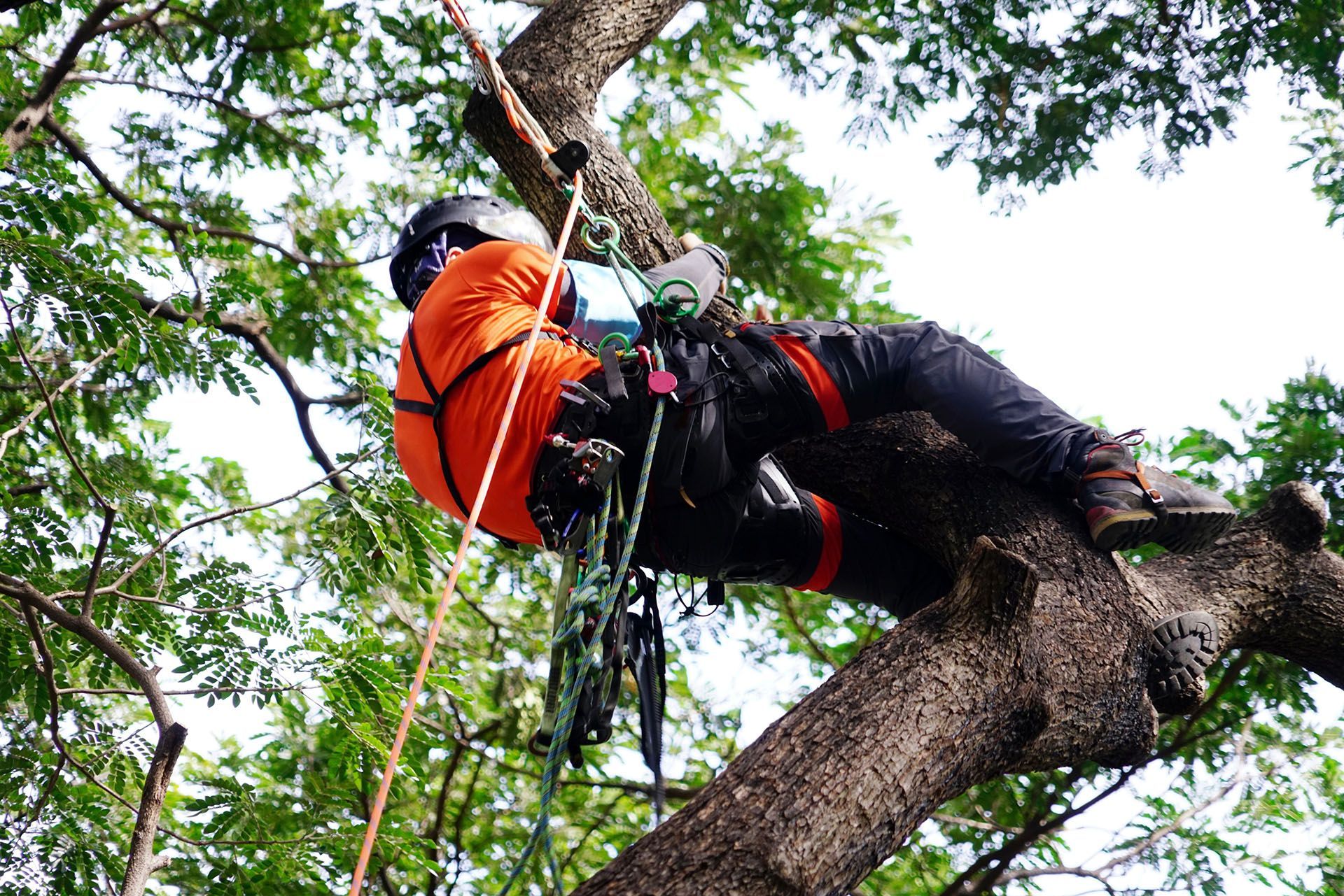 Tree surgeon in orange shirt and helmet climbing a tree, secured by ropes.