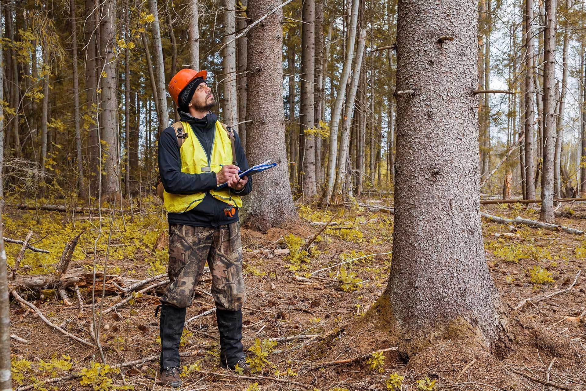 Forestry worker surveying trees, wearing safety vest and helmet, holding notepad in wooded area.
