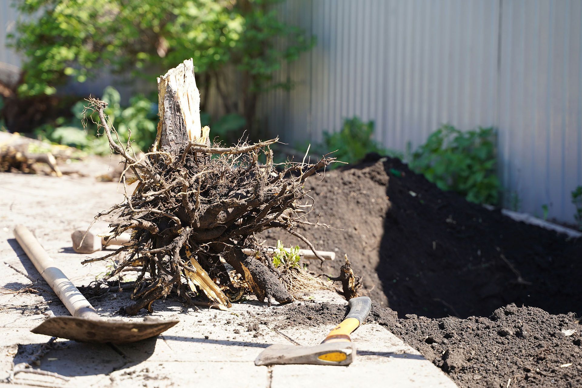 Tree stump with exposed roots, tools, and dirt pile against a fence in a sunny outdoor setting.