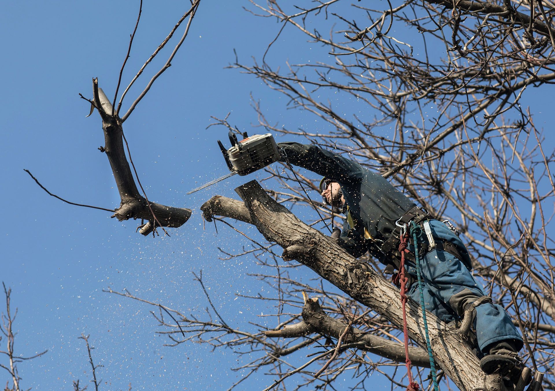 A person in a tree cutting branches with a chainsaw, blue sky background.
