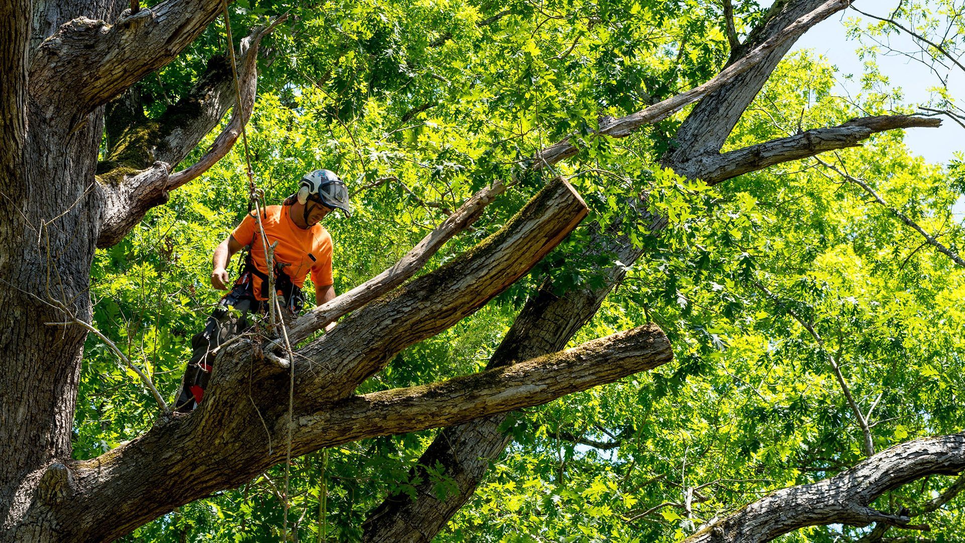 Arborist in orange shirt and safety gear pruning a tree branch in a sunny, green forest.