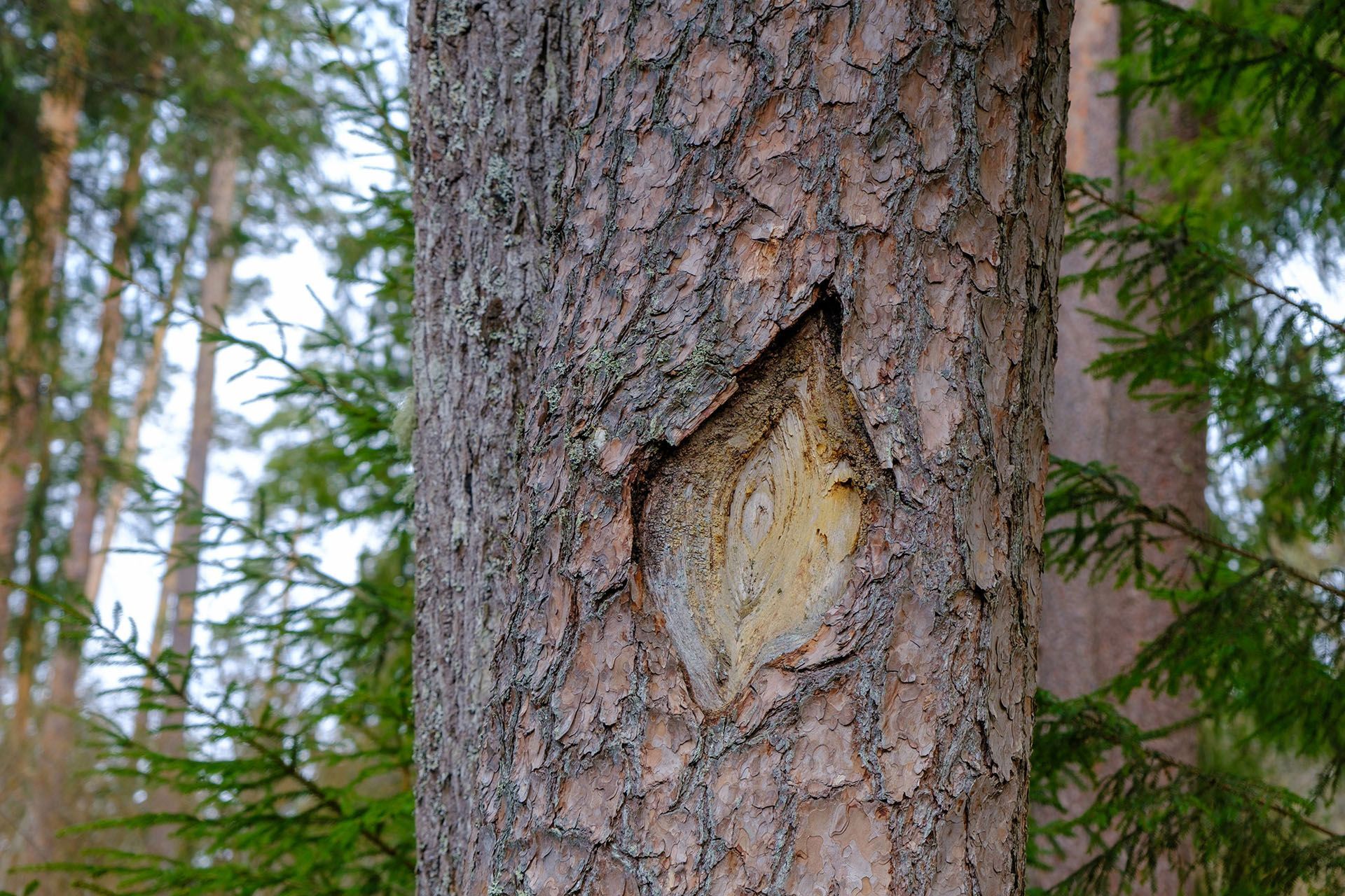 close up of a tree