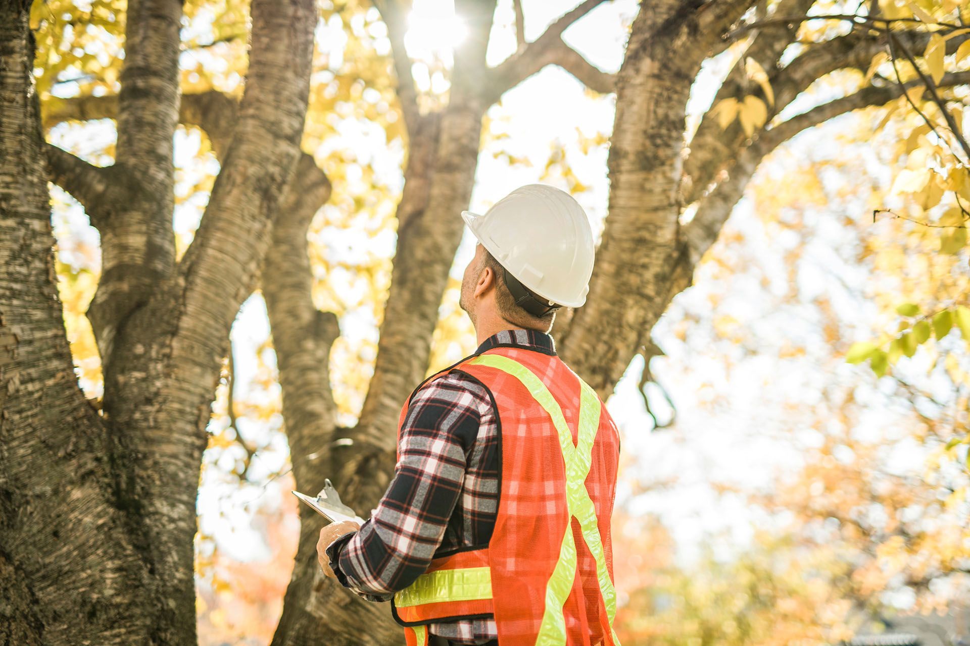 a man conducting a tree inspection