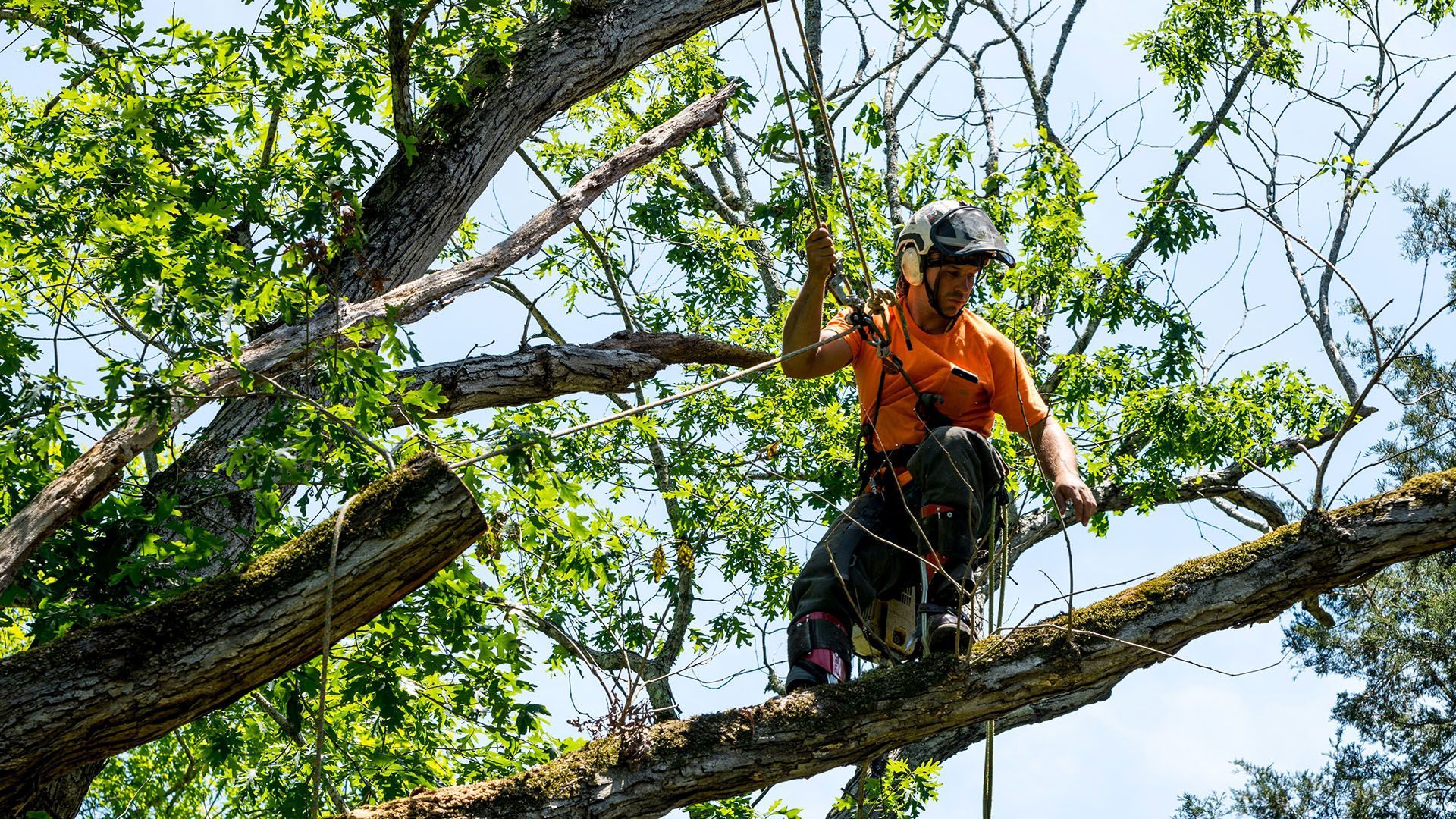 Arborist in orange shirt and helmet on a tree branch, working on tree trimming.
