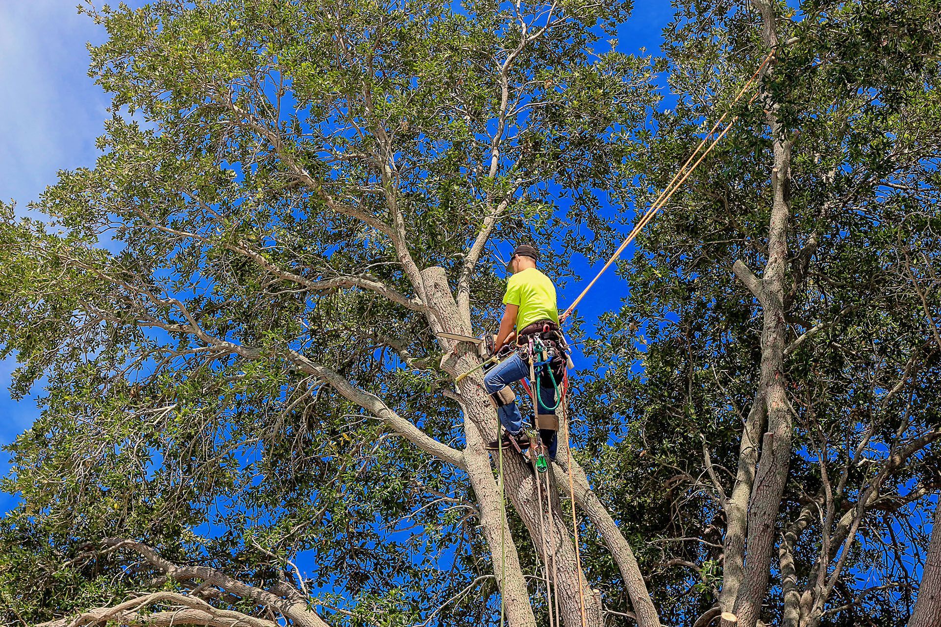 Arborist in a tree, wearing safety gear and cutting branches with a rope against a blue sky.