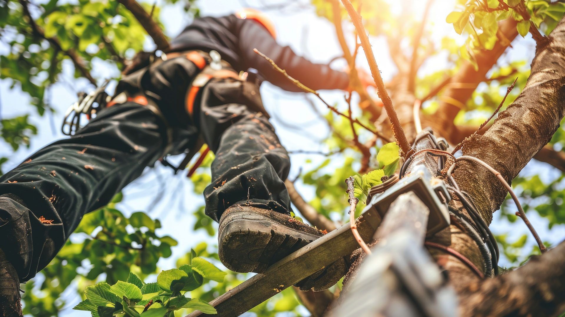 Arborist in safety gear, climbing a tree; sun shining through branches.
