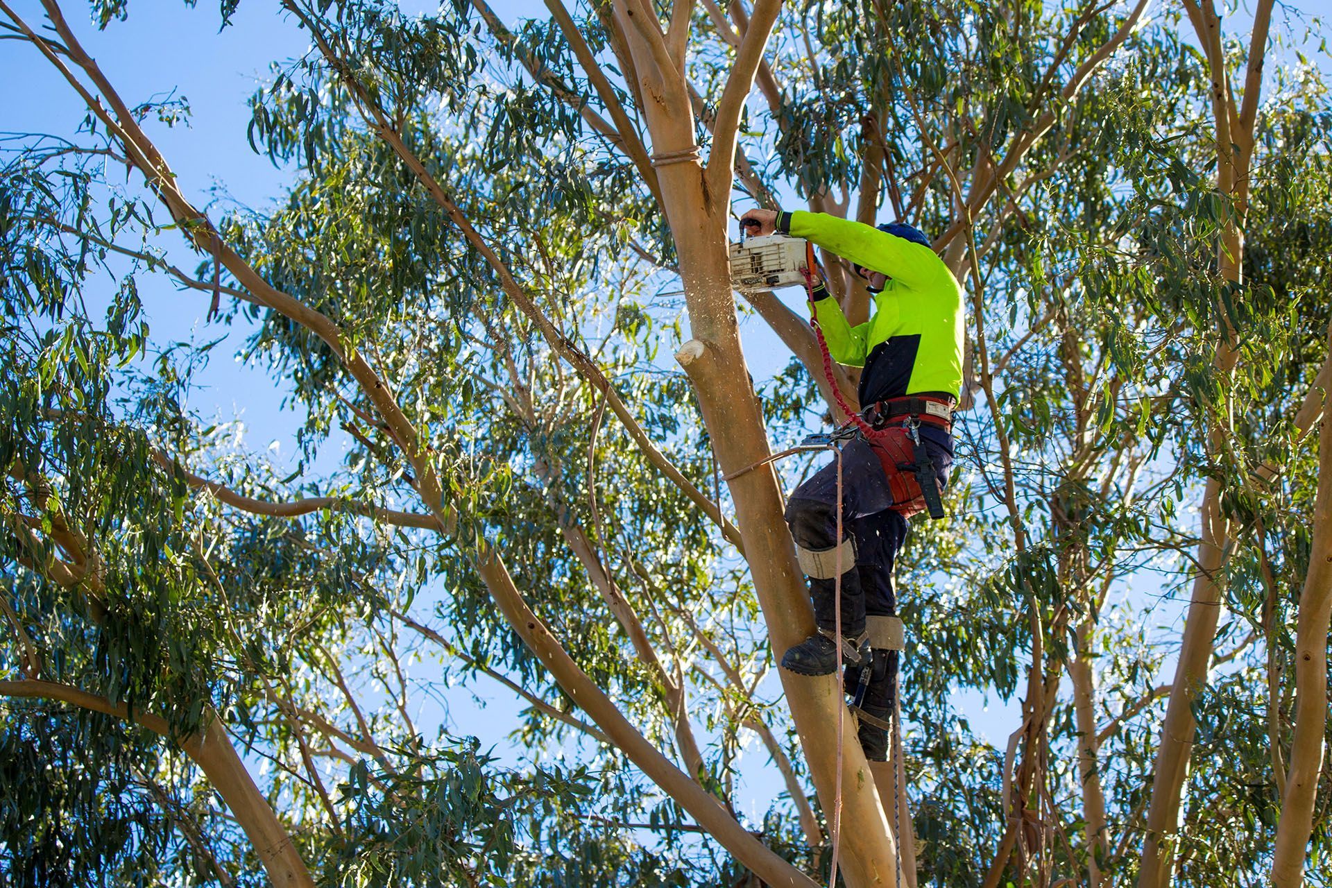 Arborist in bright green safety gear, cutting a tree branch with a chainsaw, sunny day.