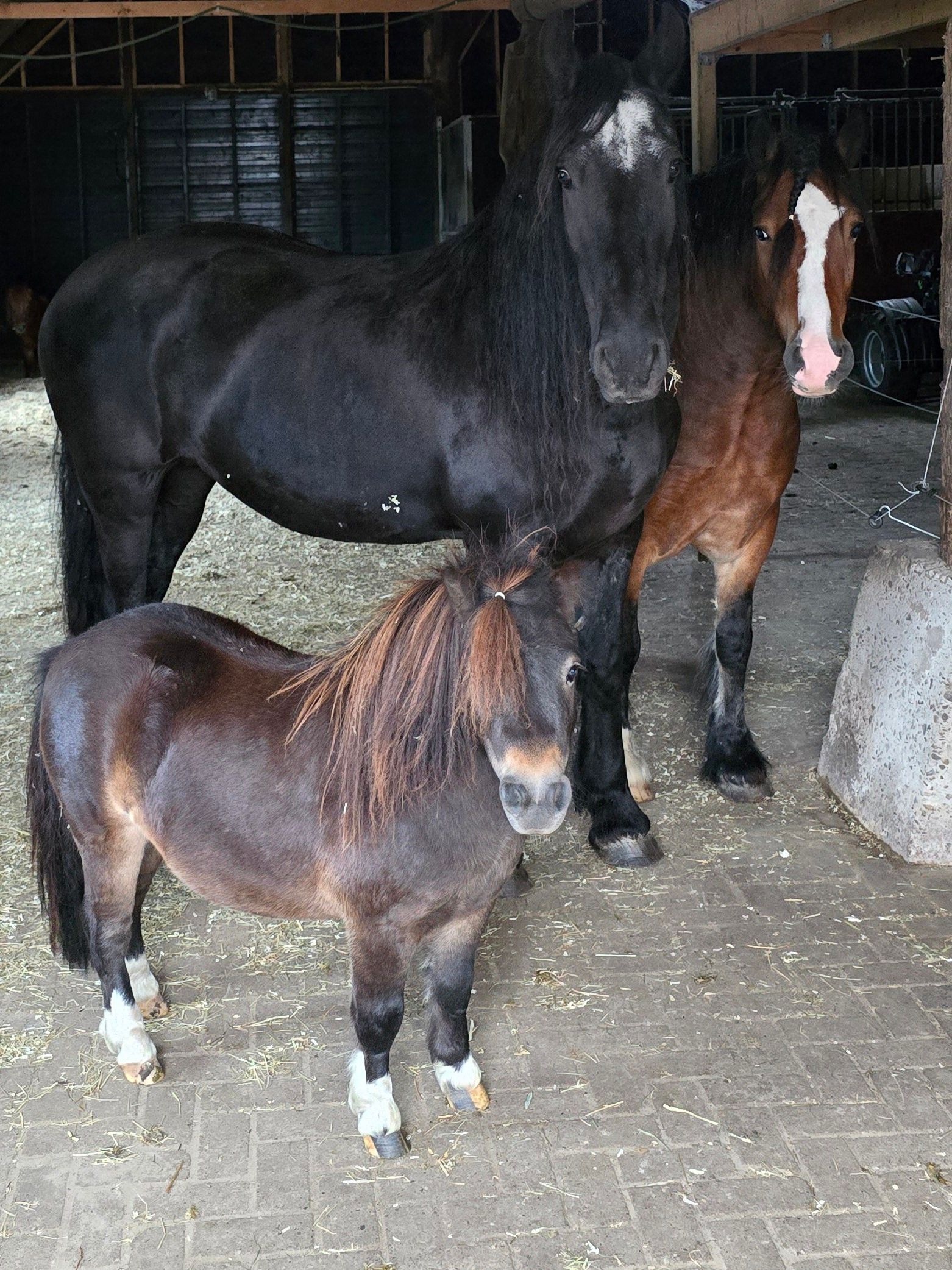 Equine assisted coaching, lifestyle coaching met paarden