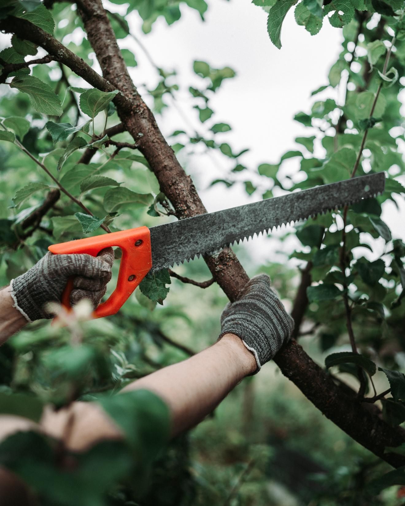 Person using a hand saw to prune a tree branch, wearing gloves; outdoors.
