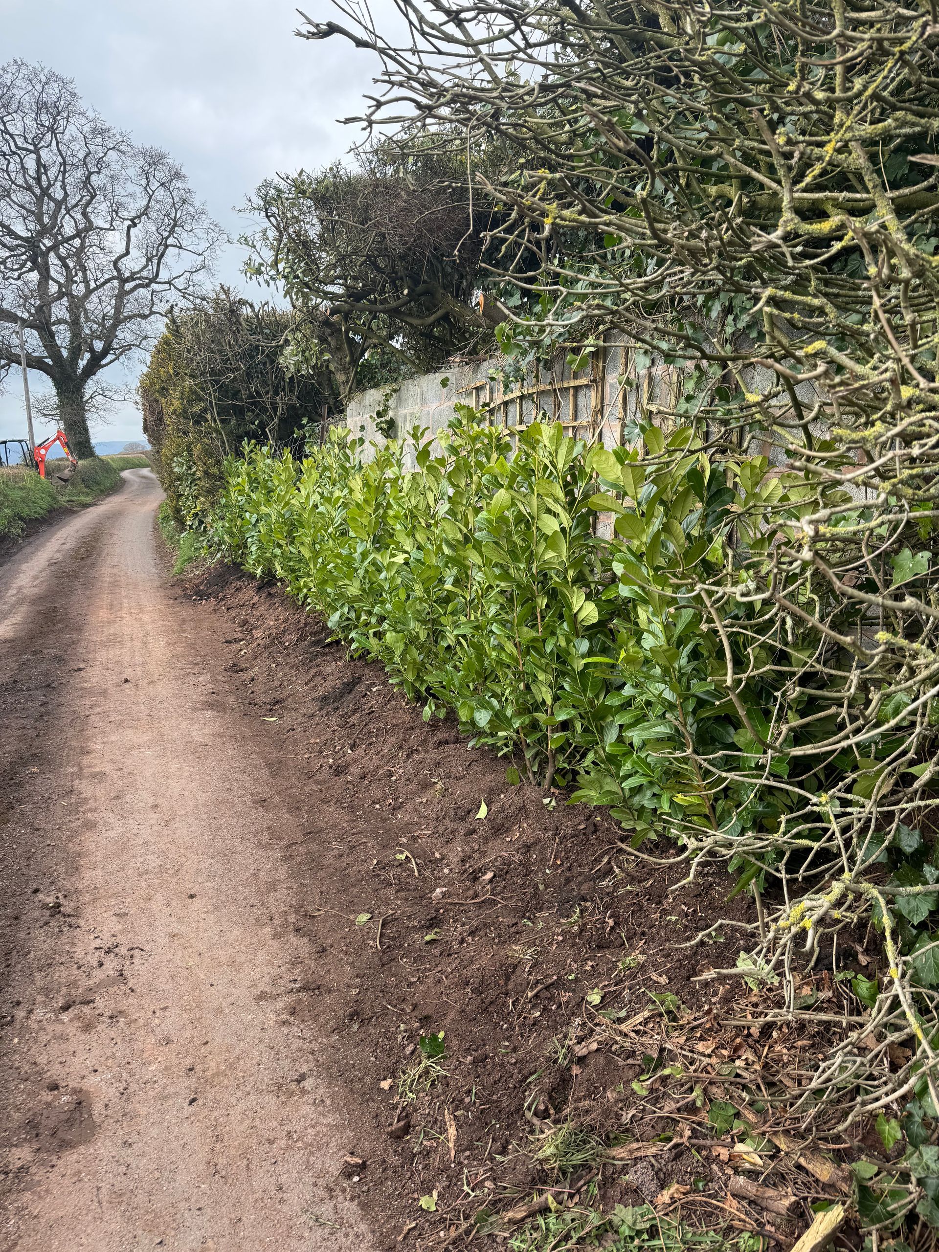 Hedge planting 