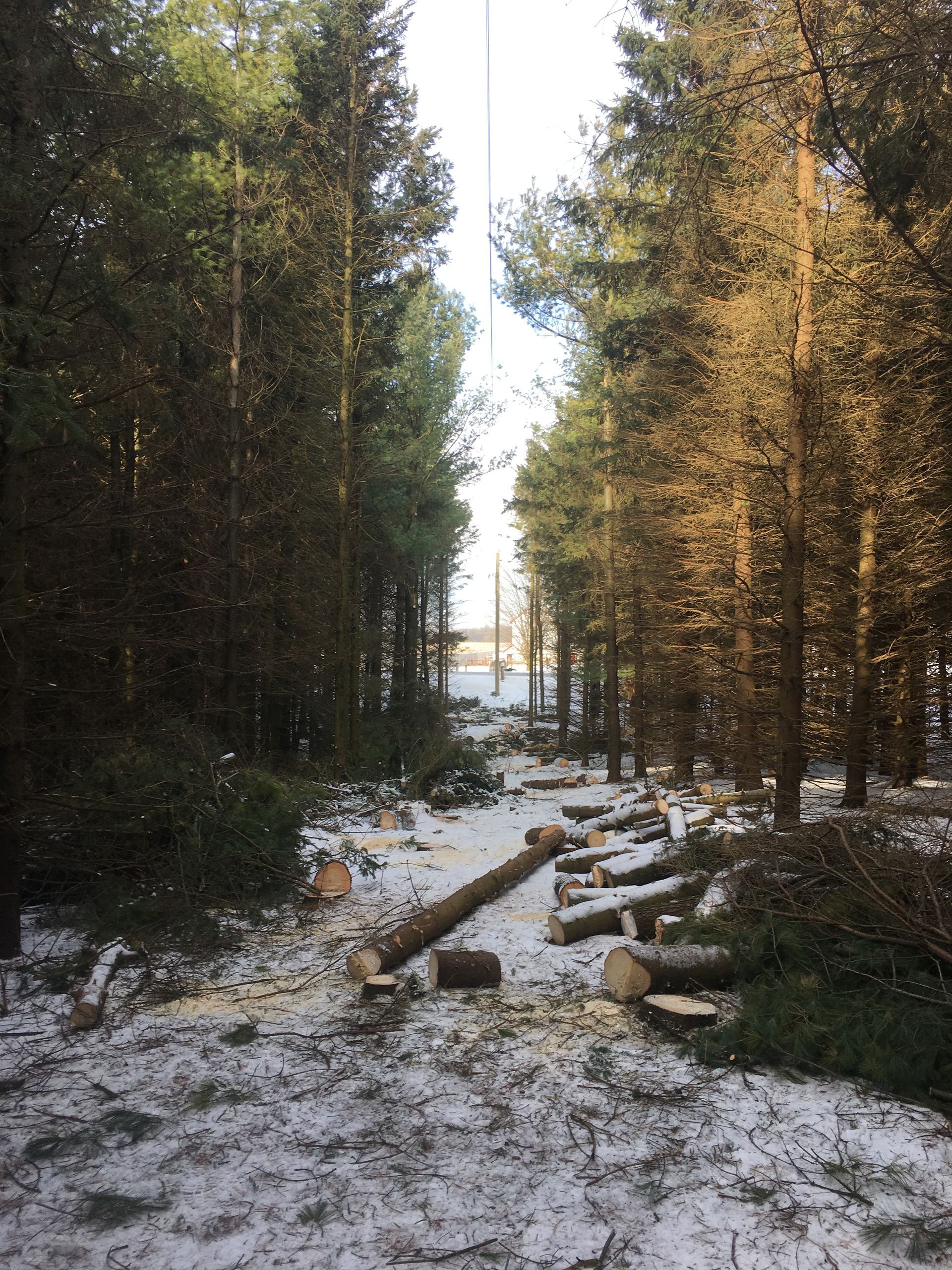 A snowy forest with a lot of logs on the ground