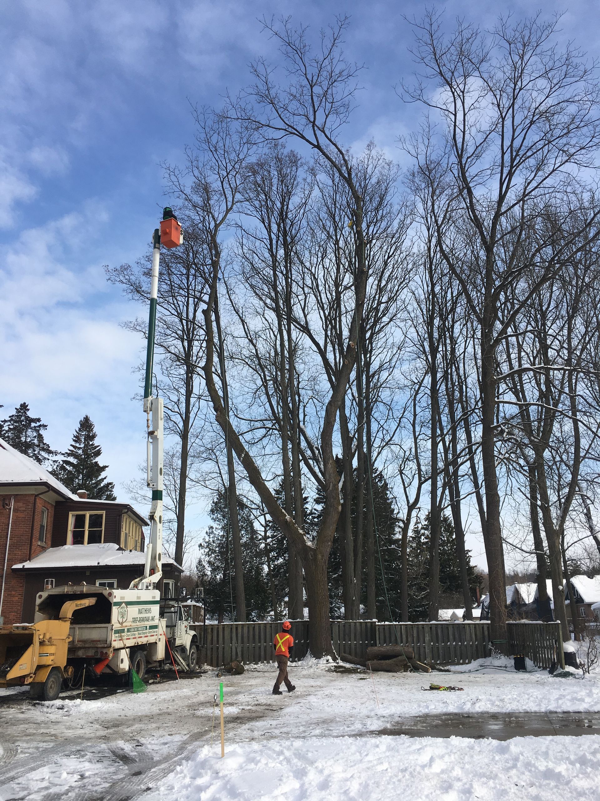 A tree being cut down by a crane in the snow