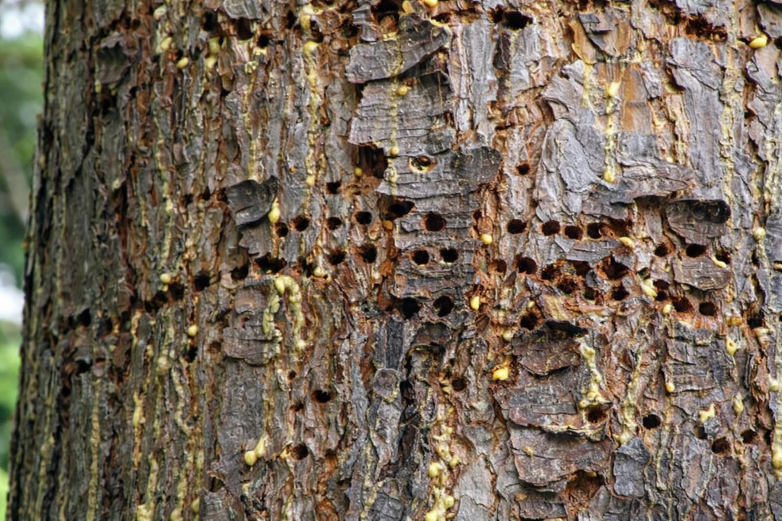 Close up of borer holes and frass on residential tree