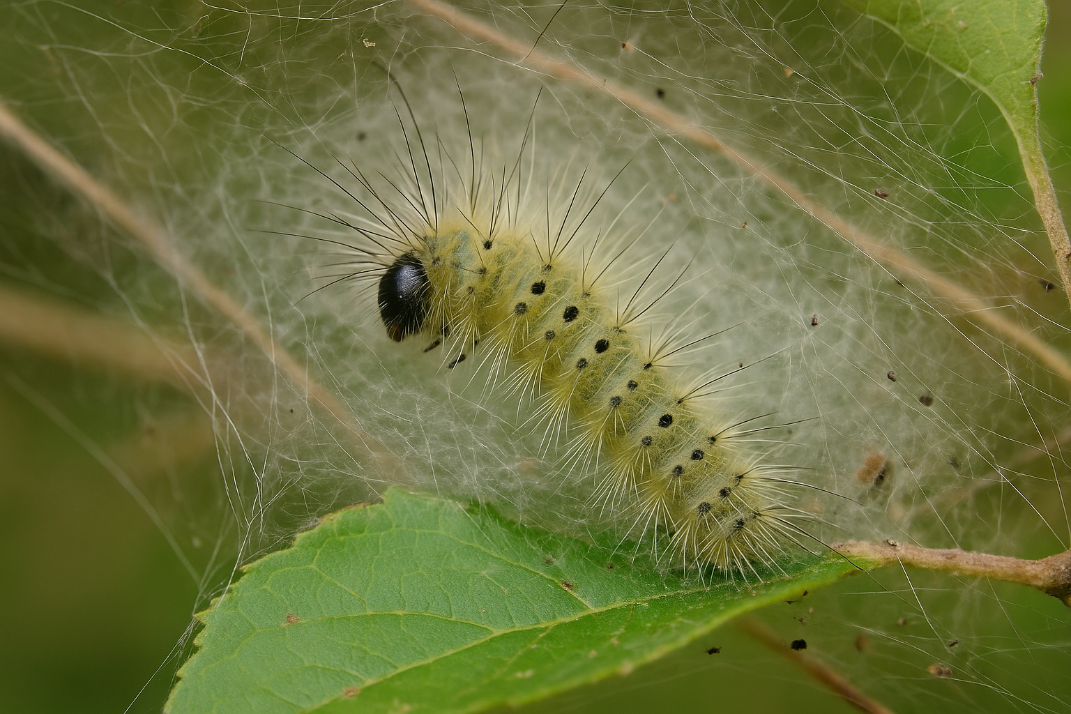 Close-up of a fall webworm caterpillar on a green leaf, surrounded by fine white webbing—common in Dallas tree infestations during late summer.