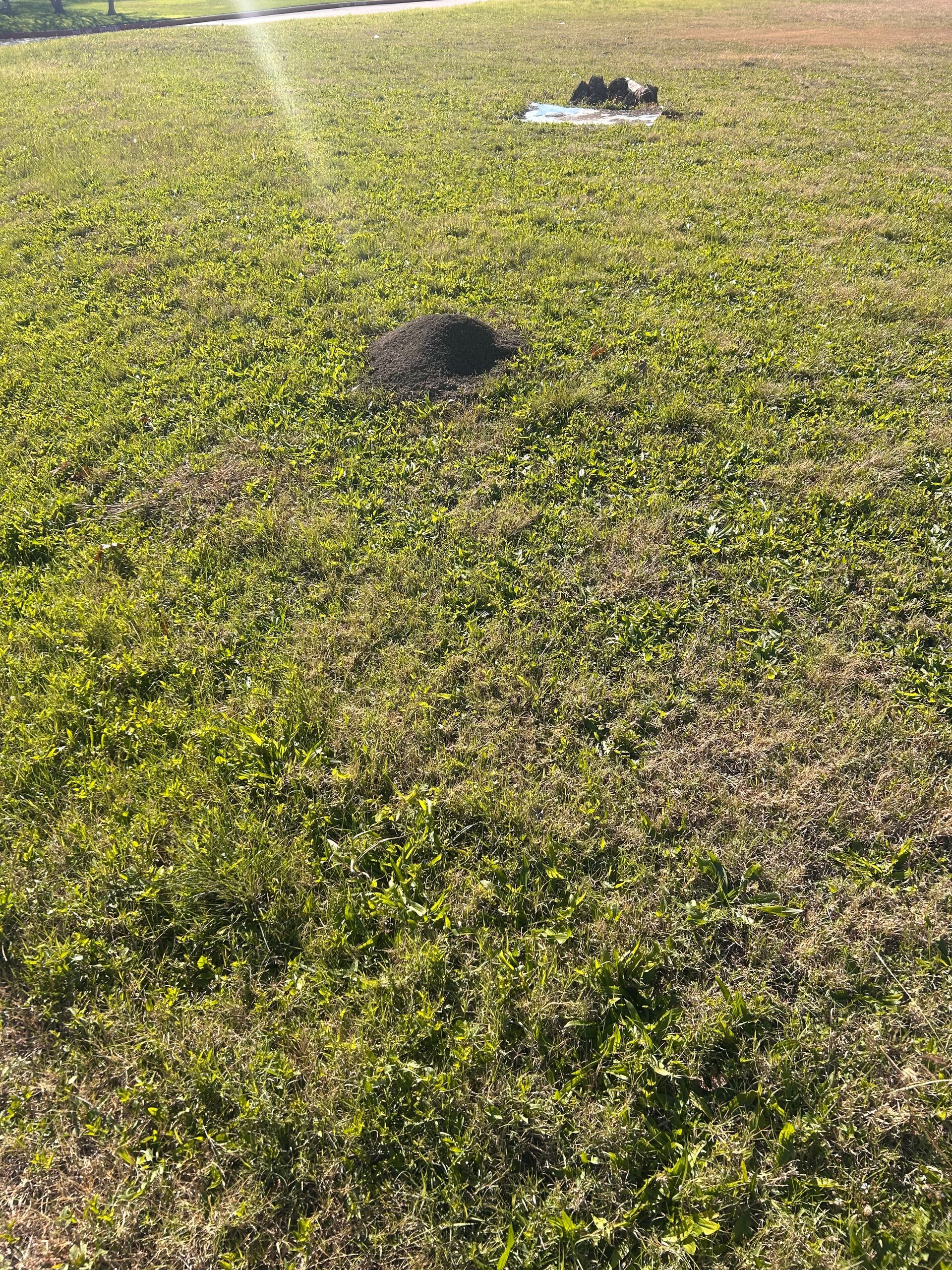 Large fire ant mound in a residential lawn in Carrollton, TX. This photo shows an active infestation that can damage turf and pose a sting risk to families and pets.