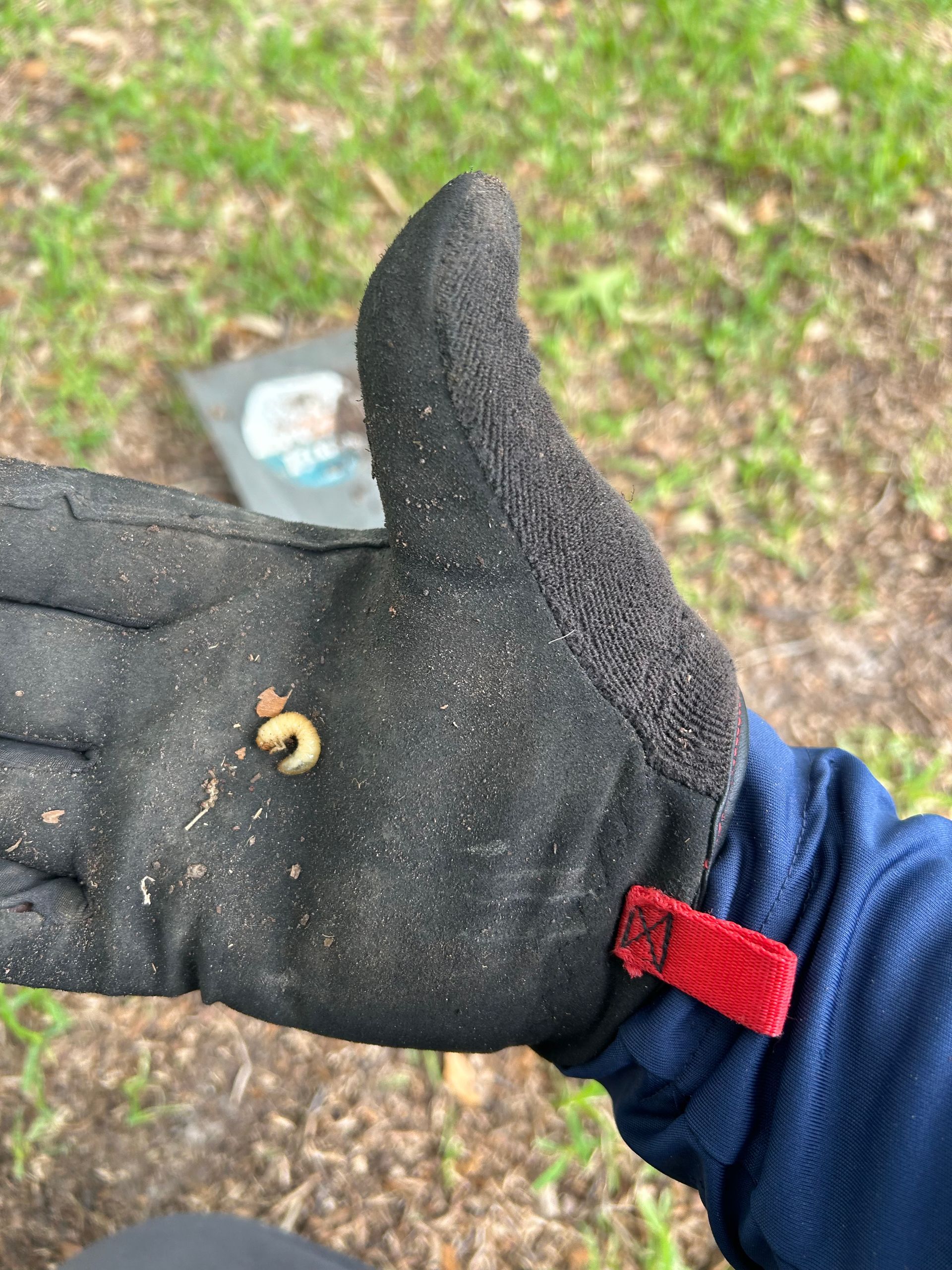 Grub found in a Dallas, TX lawn