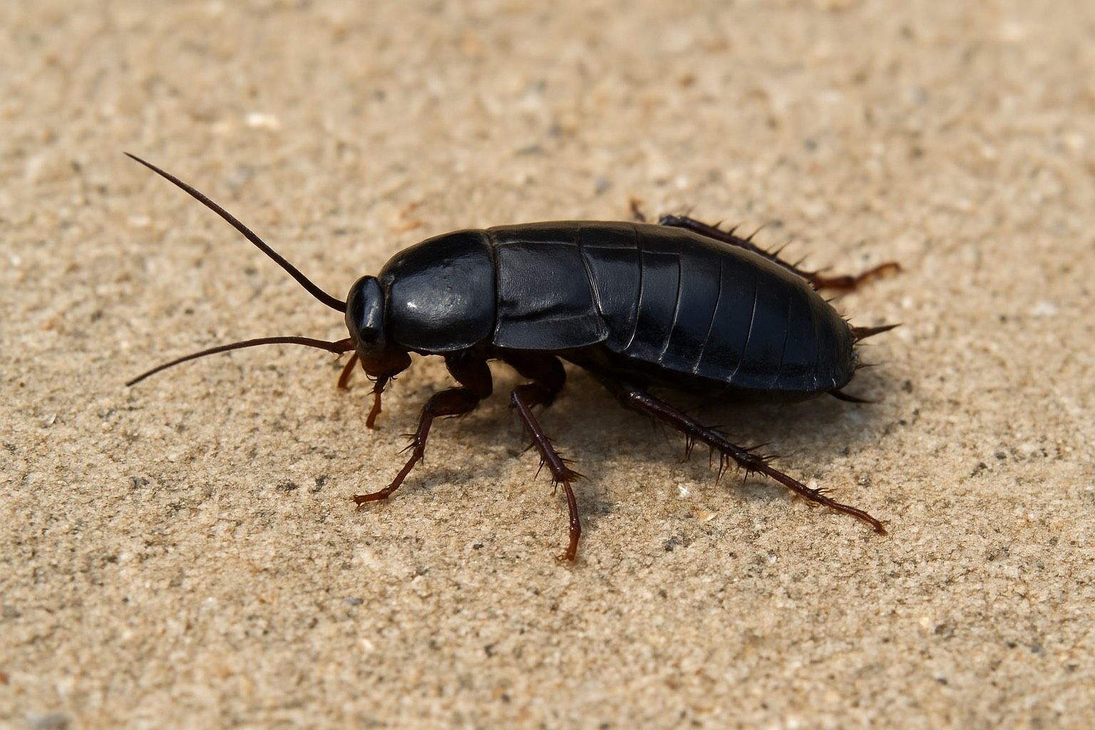 A close-up image of a glossy black Oriental cockroach with long antennae and spiny legs, crawling across a coarse, sandy surface.