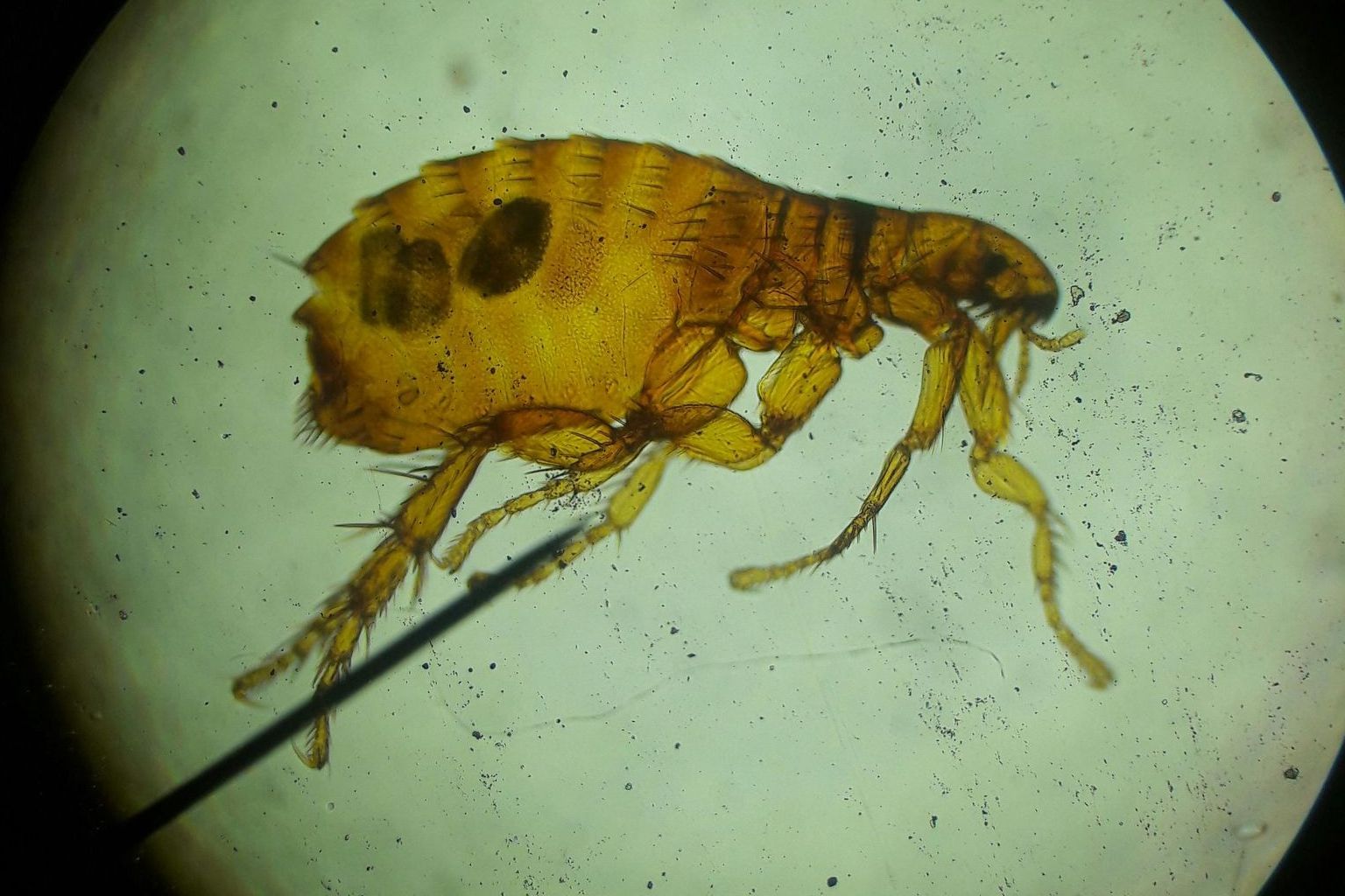 A close up of a flea under a microscope with a needle sticking out of it.