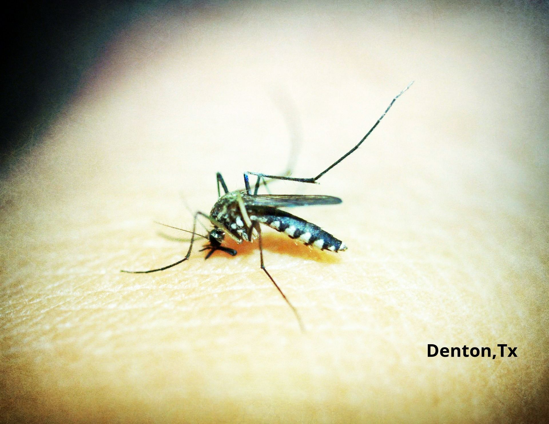 A mosquito is crawling on a person 's skin in denton texas