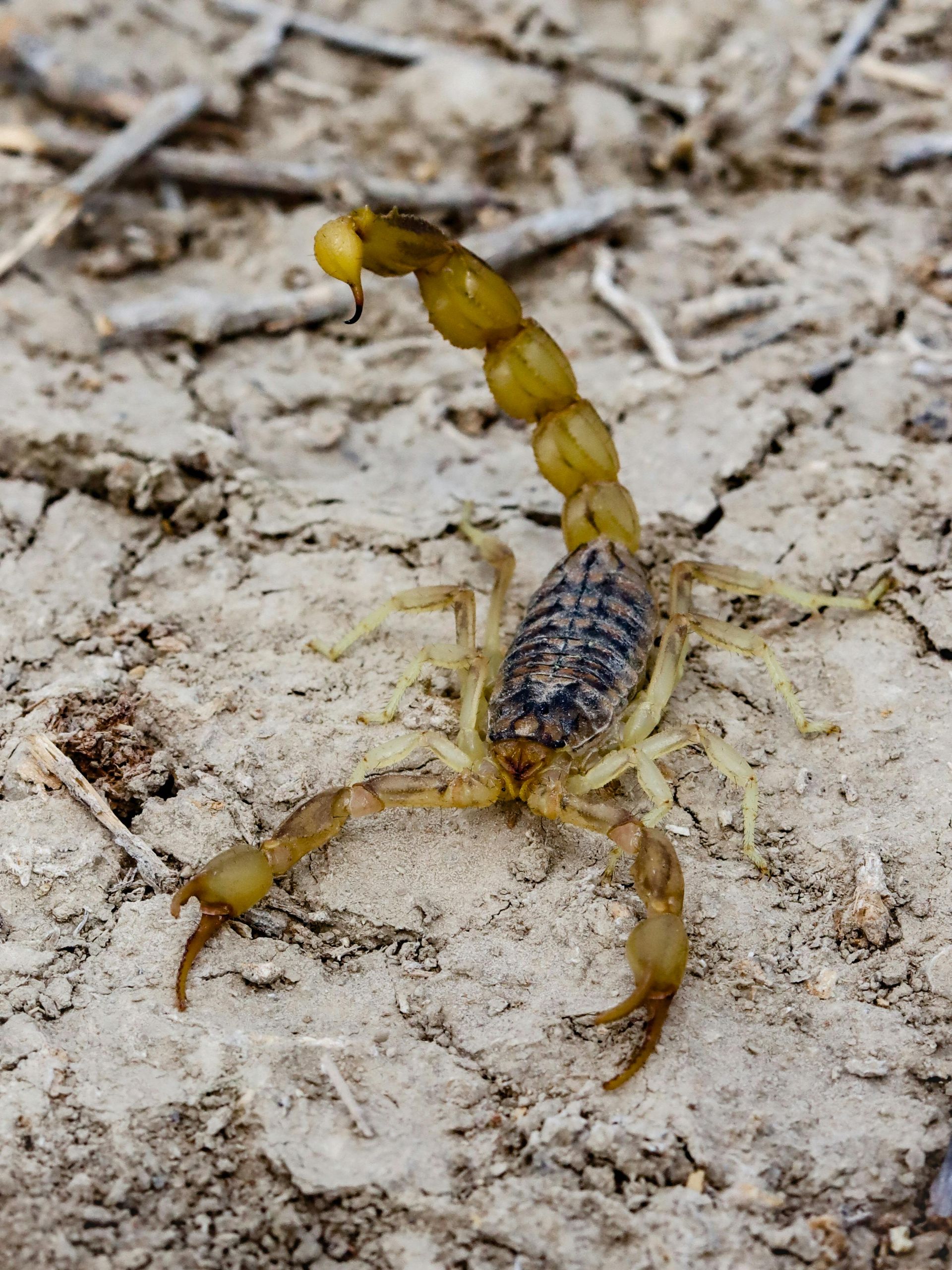 A close up of a scorpion on the ground in Lewisville Texas
