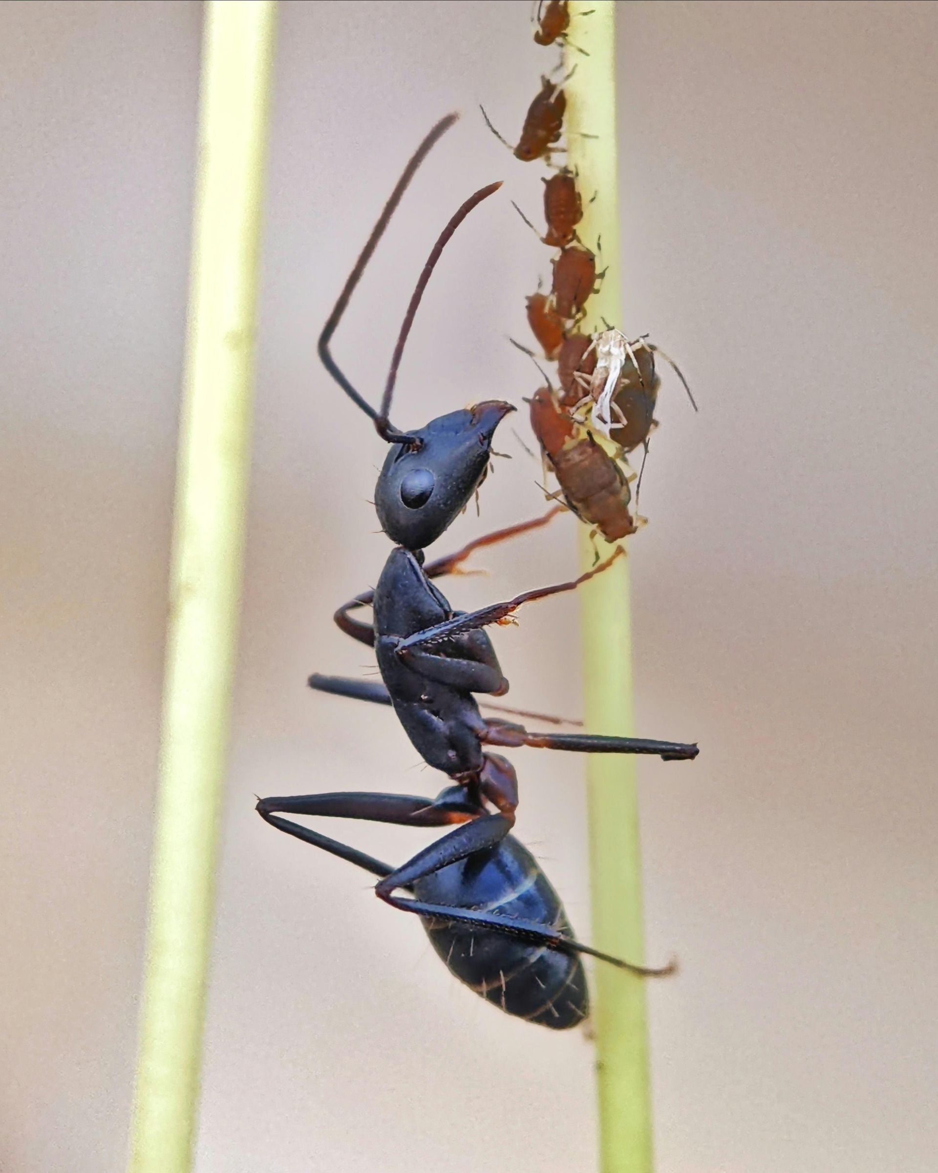 A black ant is eating honeydew on a plant in Dallas, TX