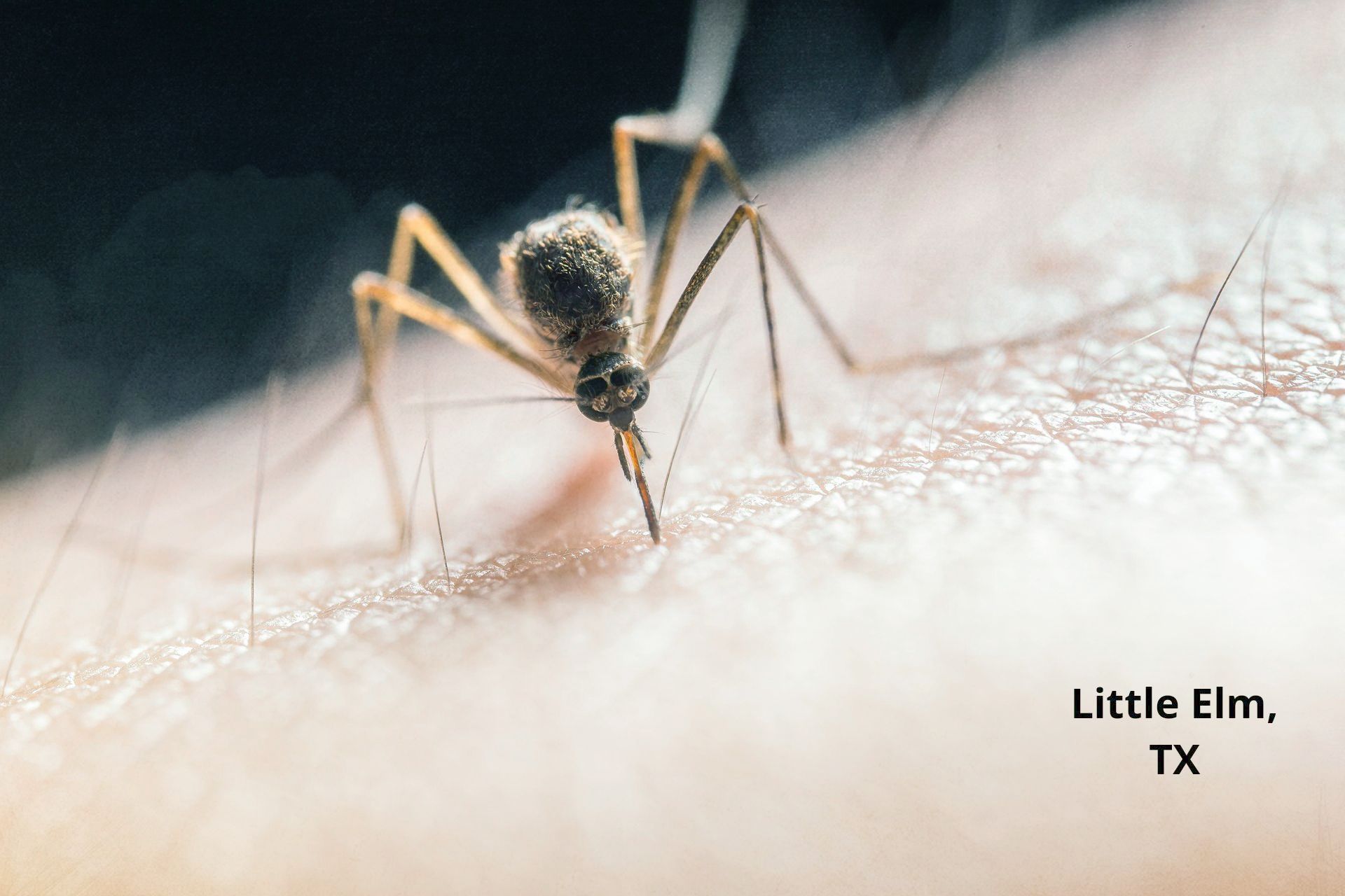 A close up of a mosquito biting a person 's arm. Little Elm, TX