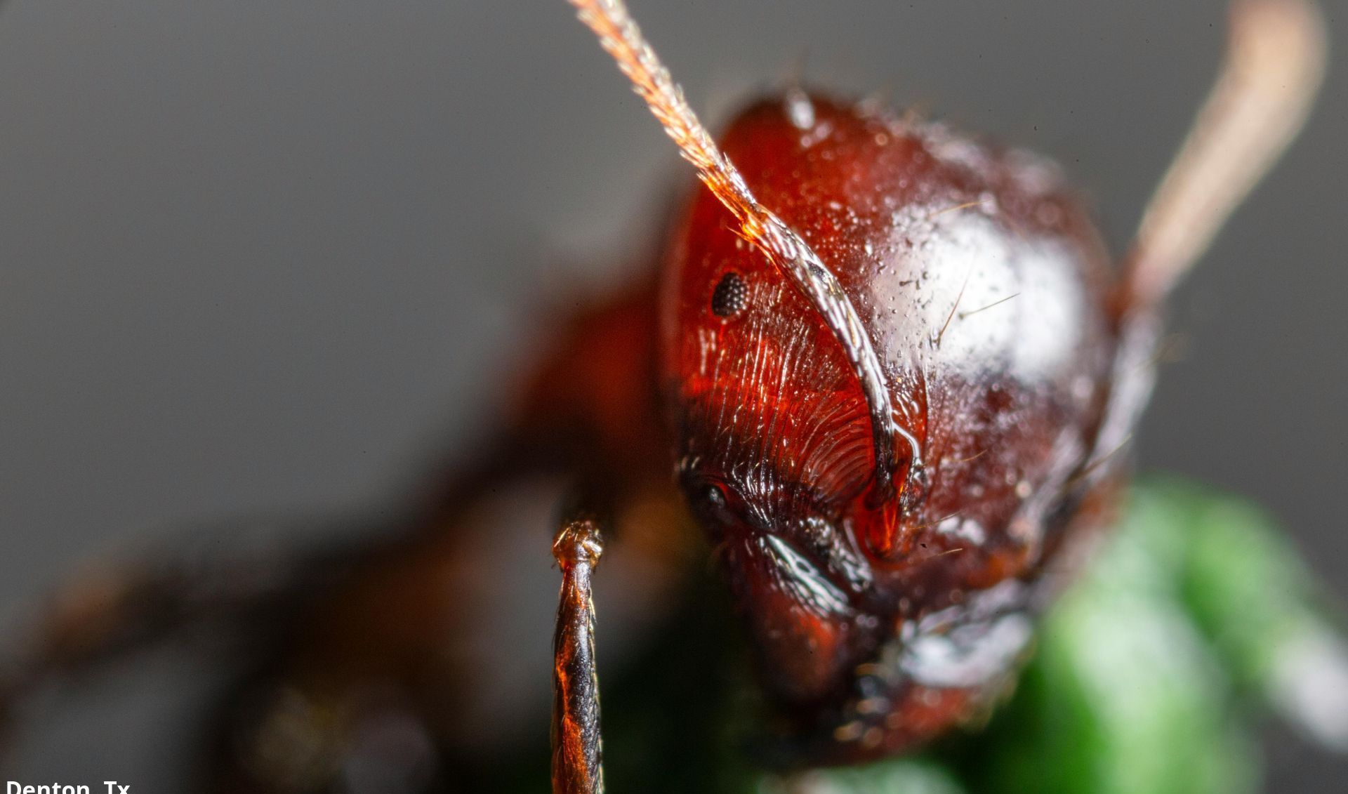 A close up of a fire ant on a green plant