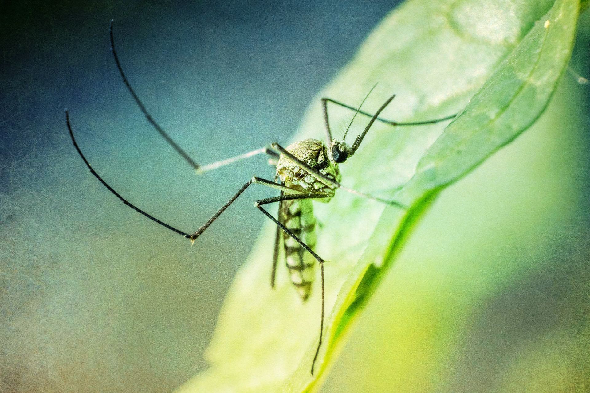 A close up of a mosquito on a green leaf Denton, TX