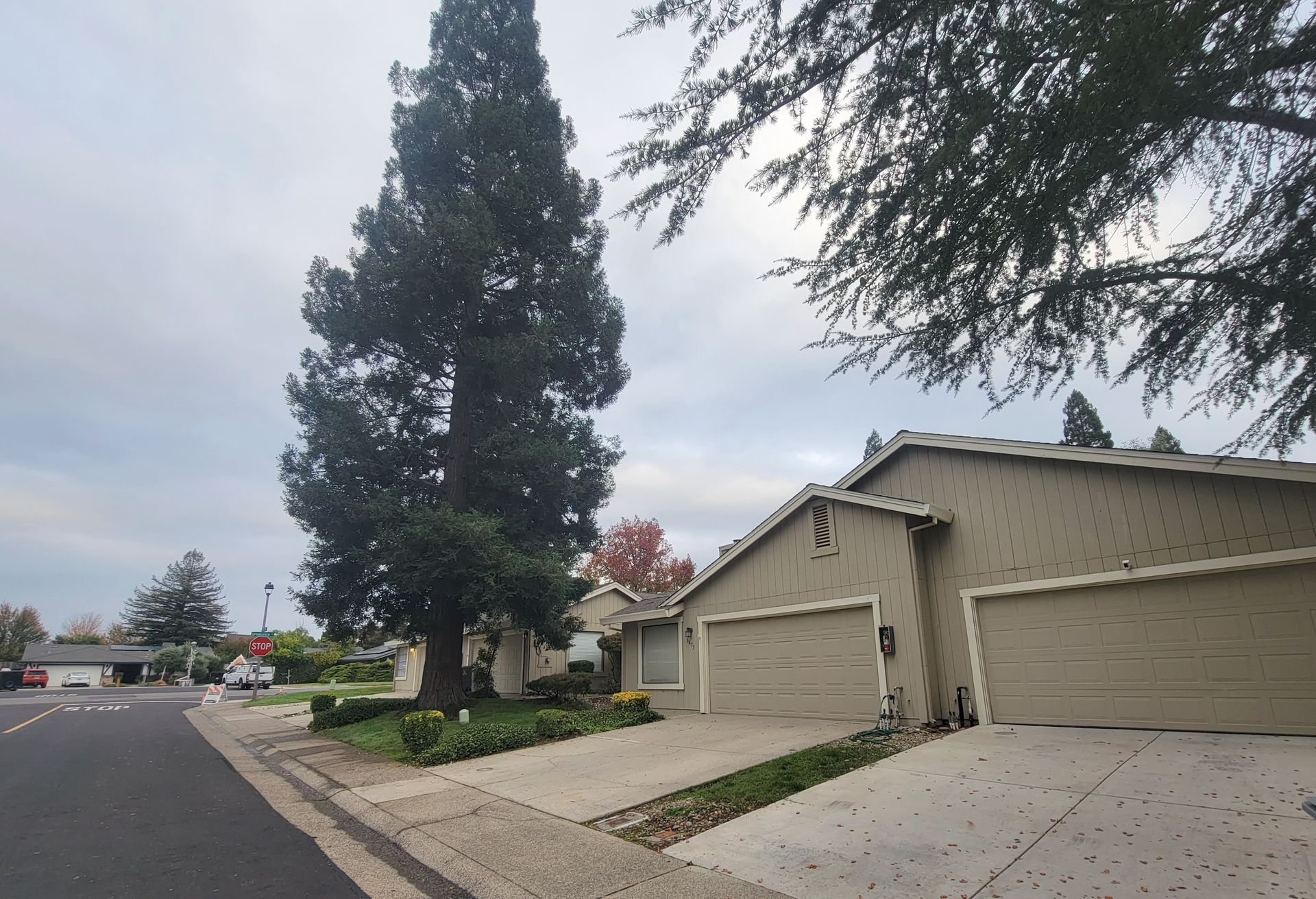 Residential street with houses and tall trees under cloudy sky. Driveways, road, and landscaping.