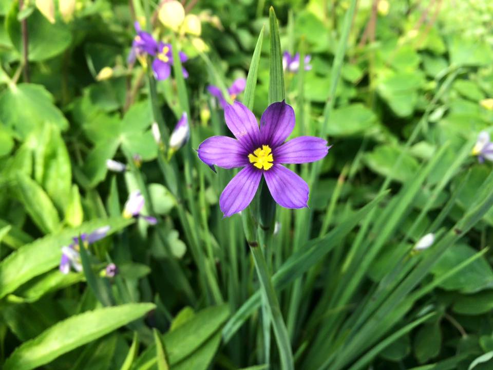 Cosmo's Landscaping and Nursery - Our Nursery gallery