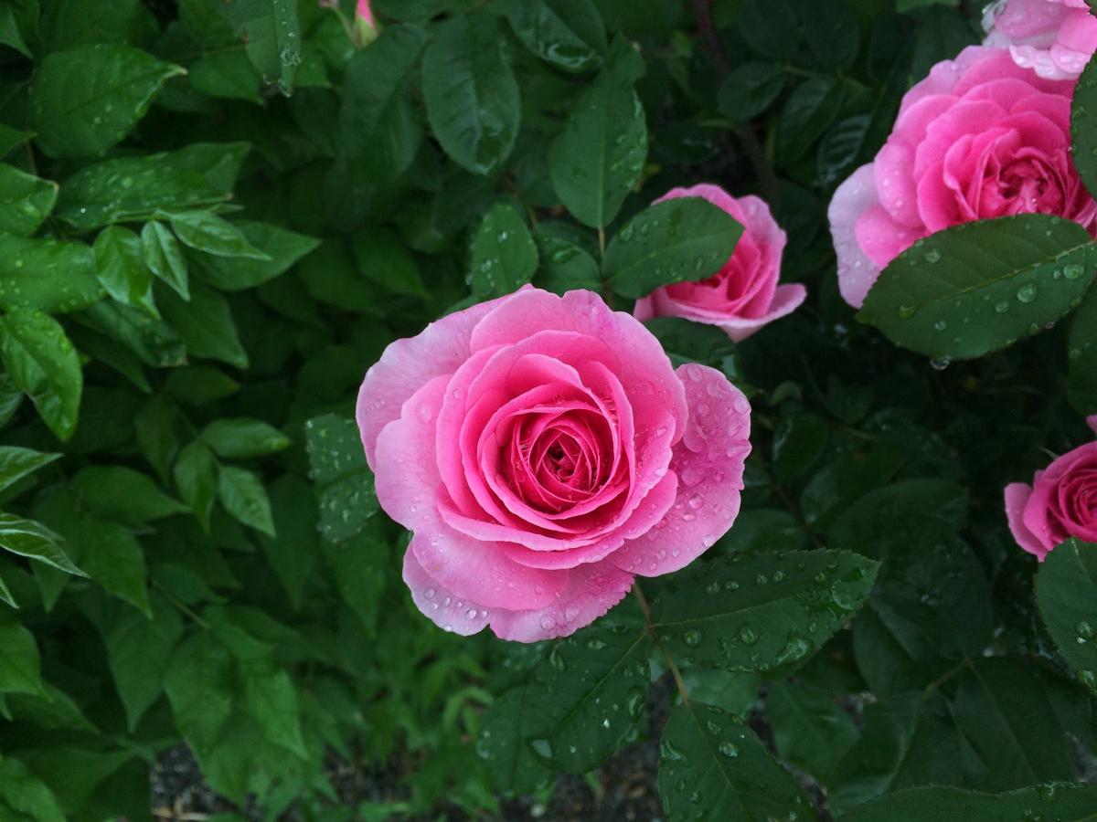 Cosmo's Landscaping and Nursery - Our Nursery gallery