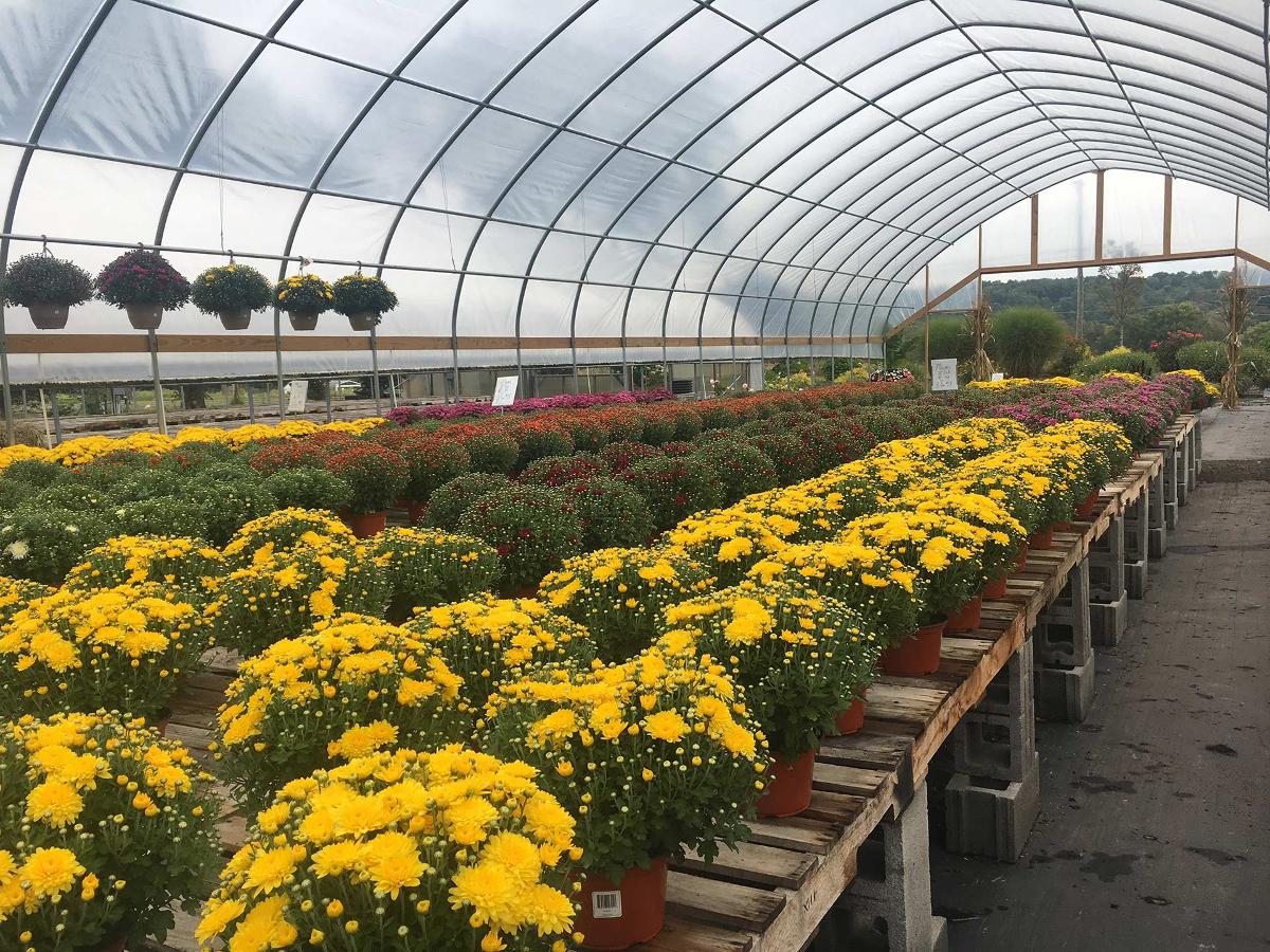 Cosmo's Landscaping and Nursery - Our Nursery gallery