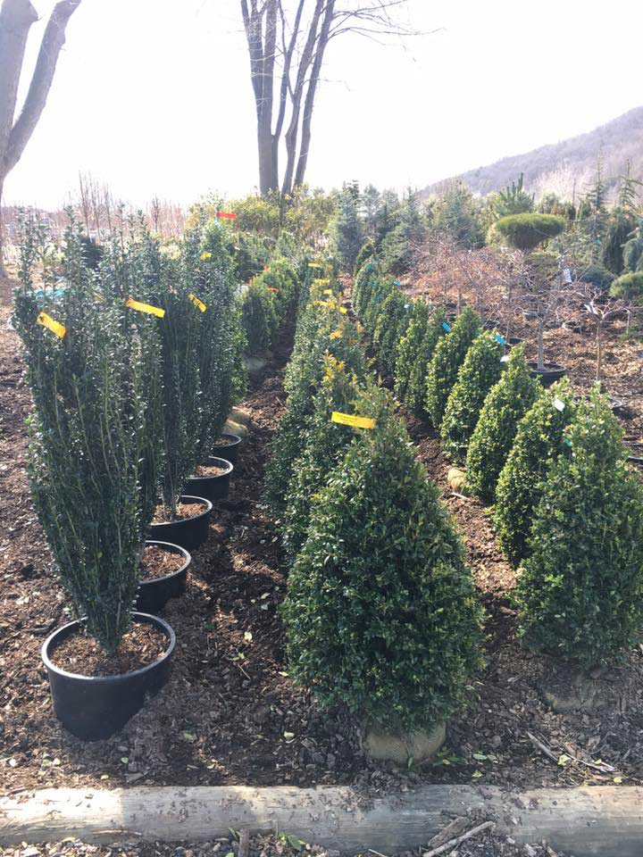 Cosmo's Landscaping and Nursery - Our Nursery gallery