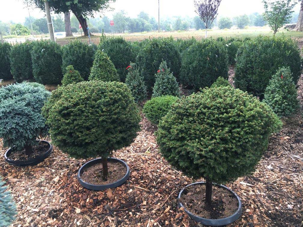 Cosmo's Landscaping and Nursery - Our Nursery gallery