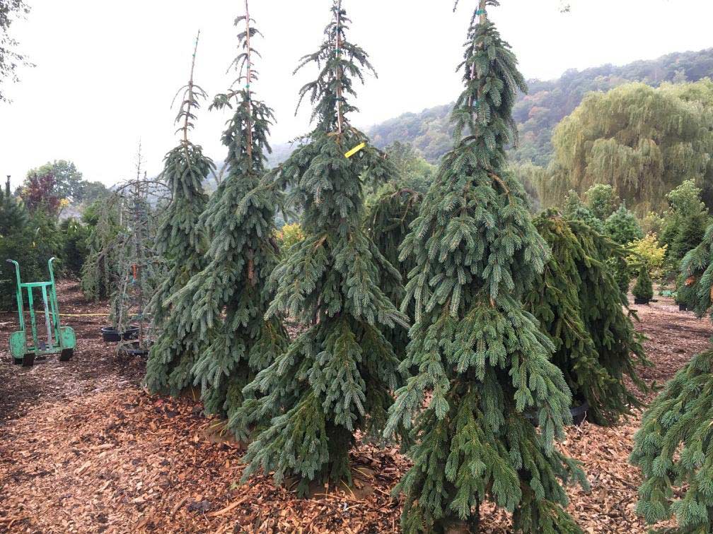 Cosmo's Landscaping and Nursery - Our Nursery gallery