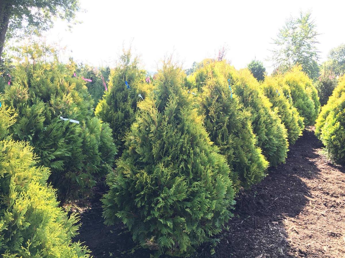 Cosmo's Landscaping and Nursery - Our Nursery gallery